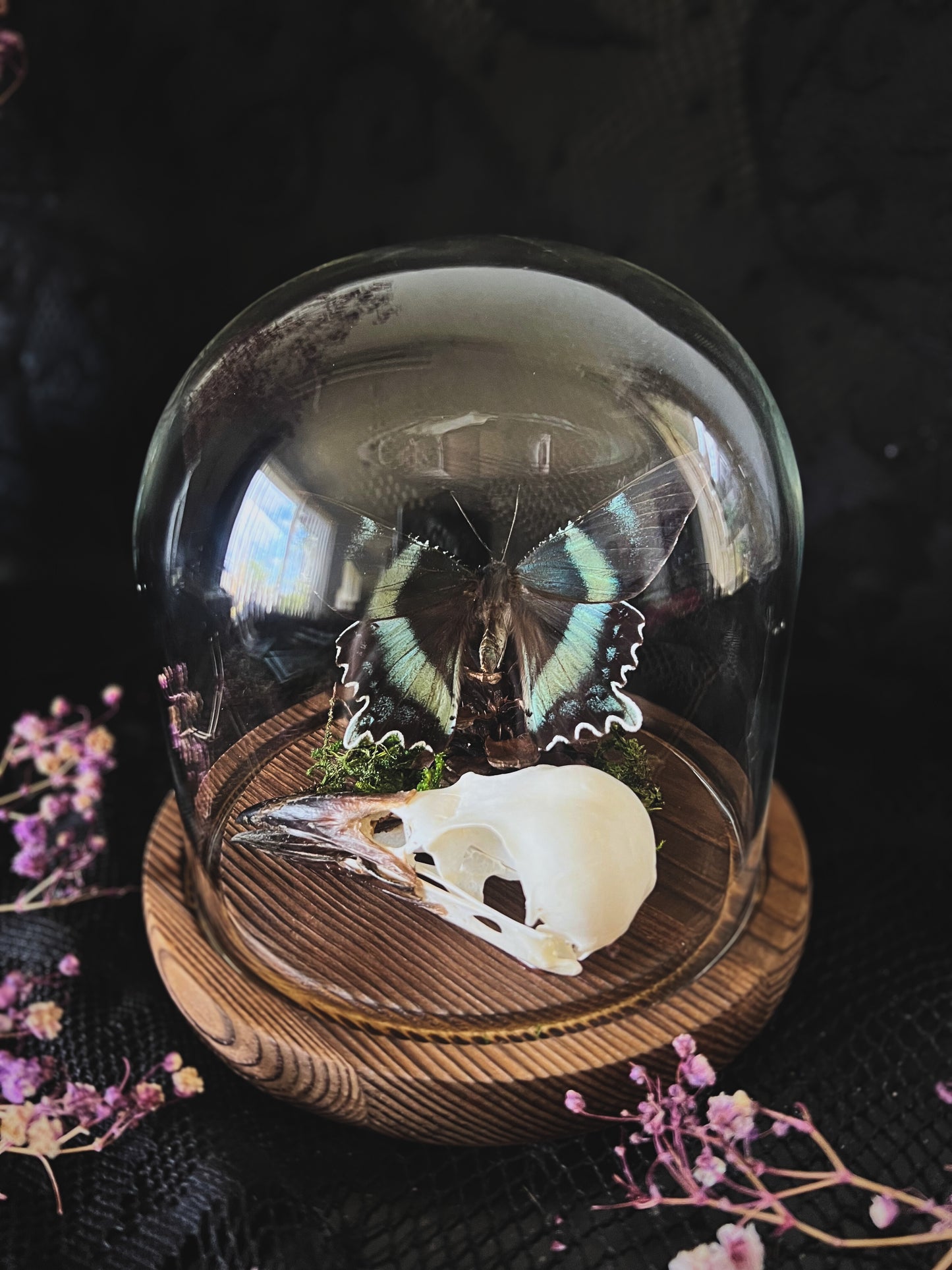 Swallowtail Moth (Alcides Orontes) & Crow Skull (Corvus Corone) in Glass Dome