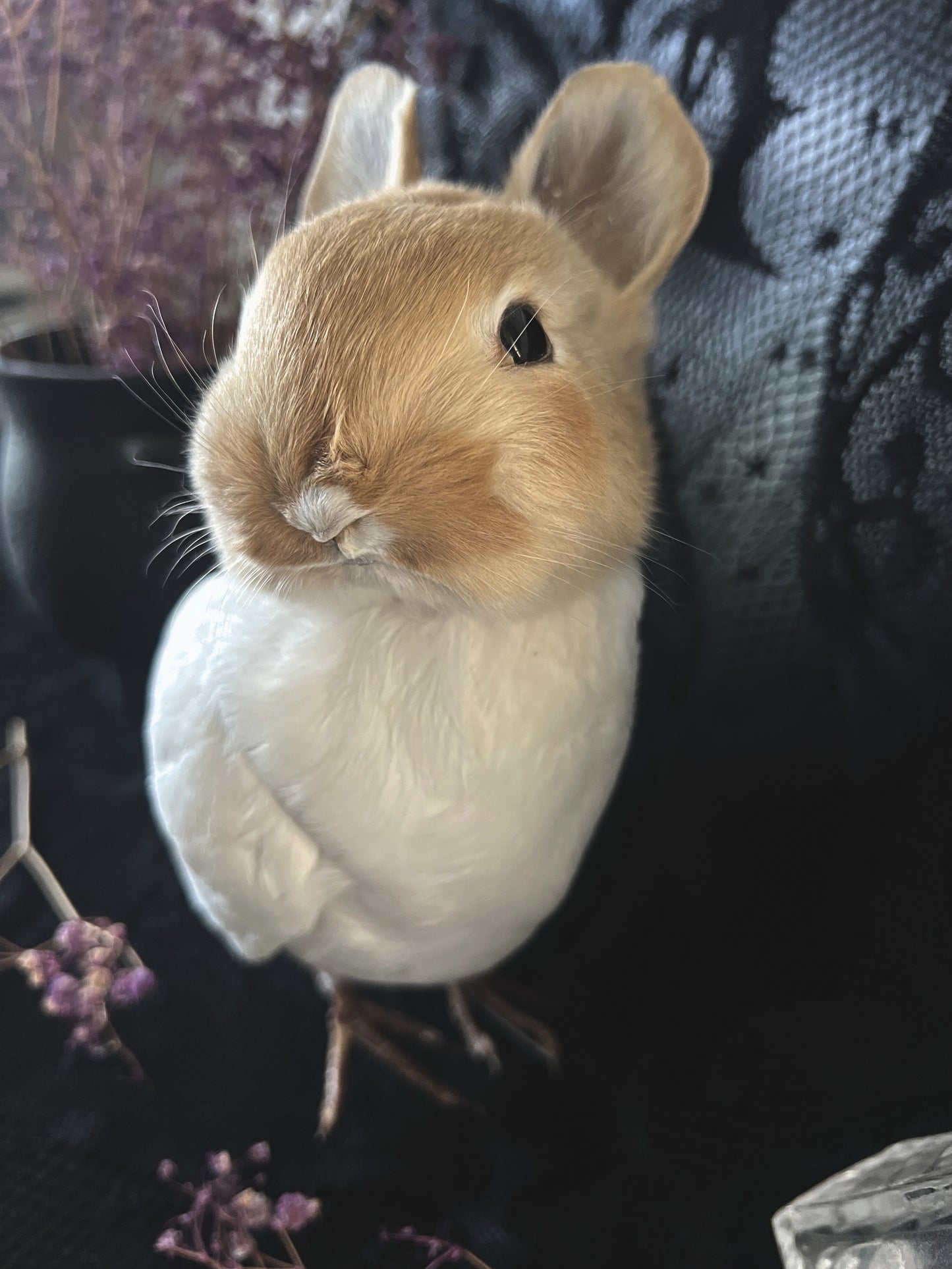 Taxidermy Bunny Bird - Red & White