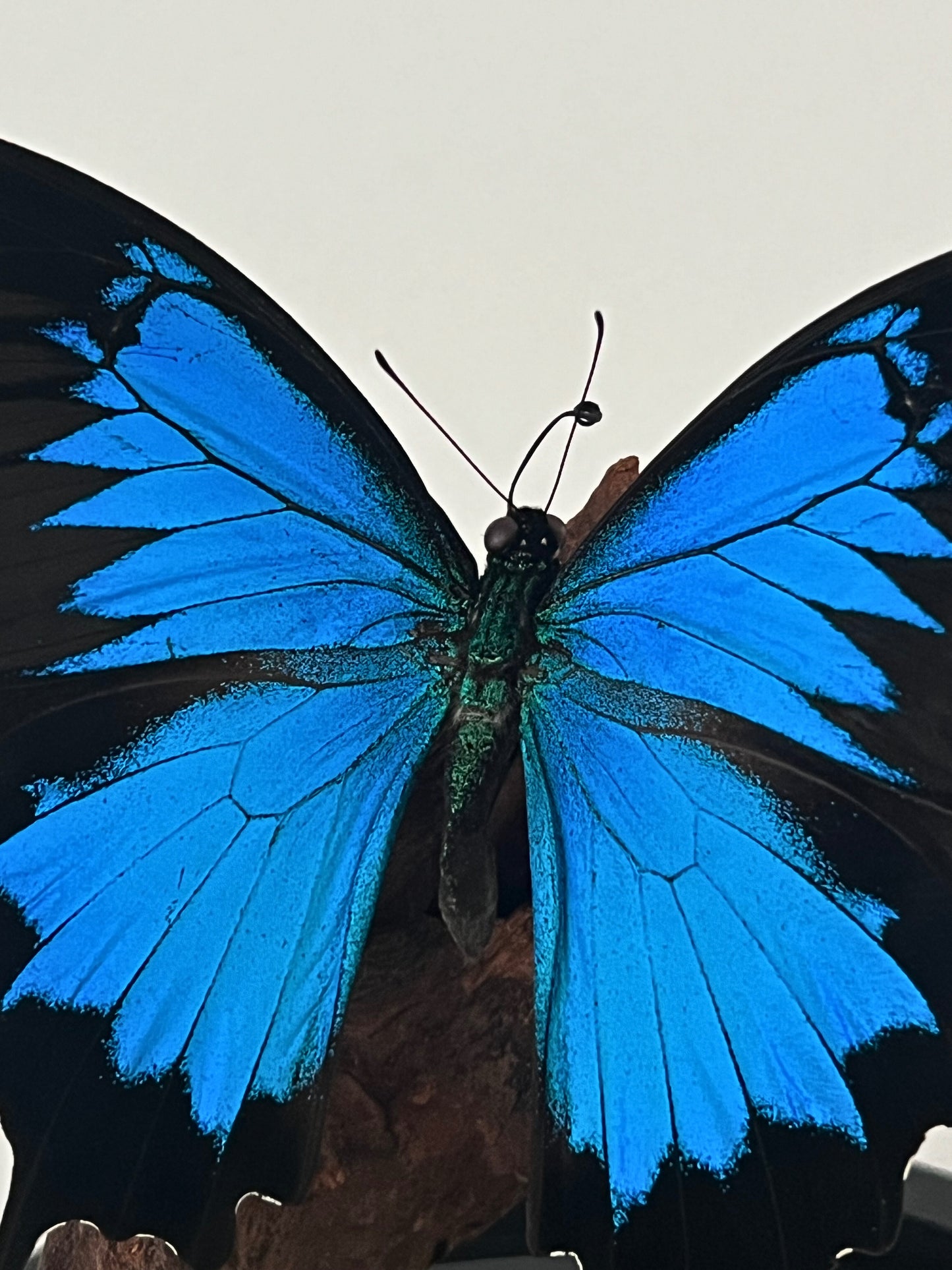 Blue Mountain Swallowtail Butterfly (Papilio Ulysses) in Glass Dome