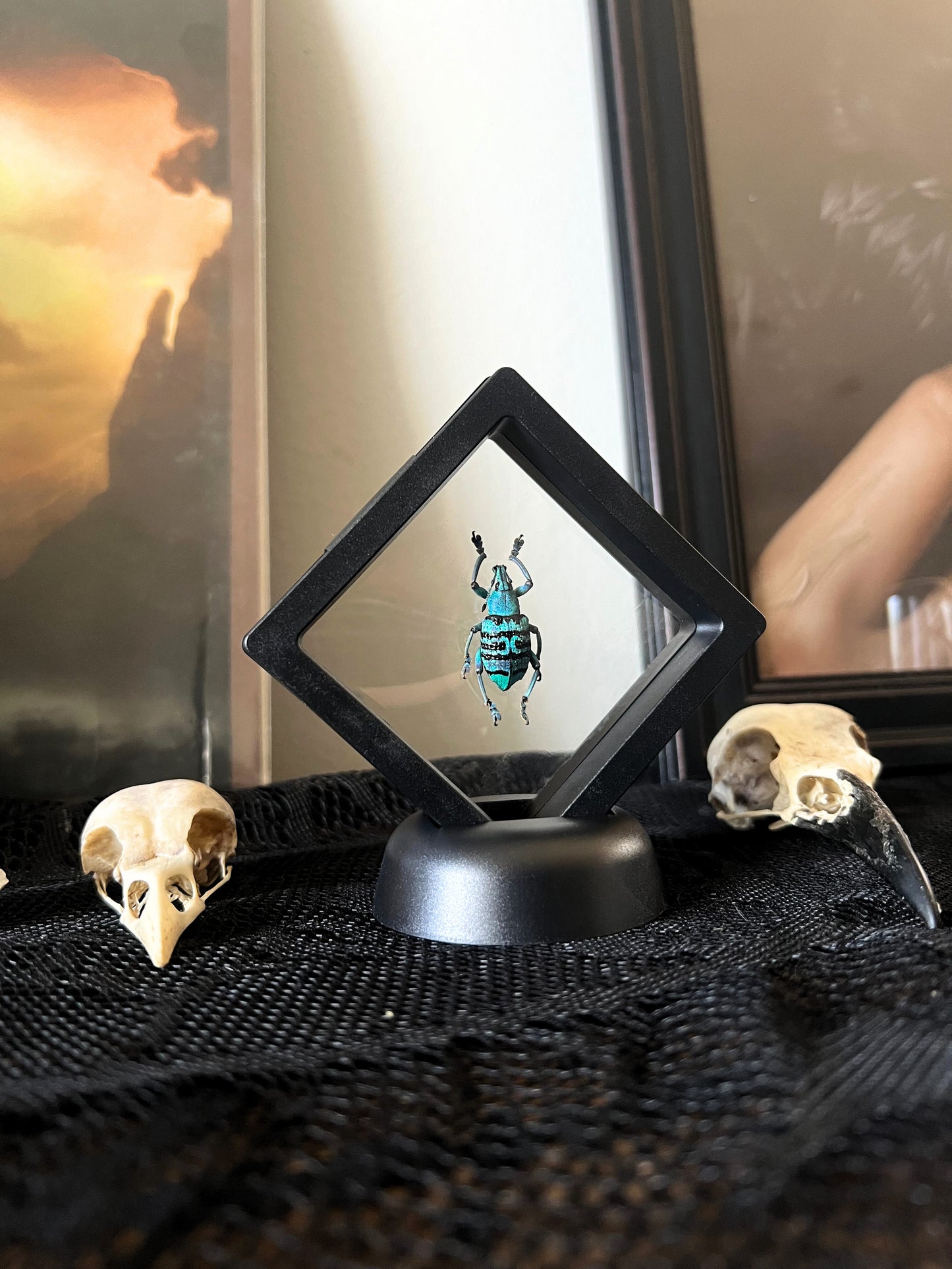 Turquoise Weevil Beetle (Eupholus Bortolussii) in Display Case