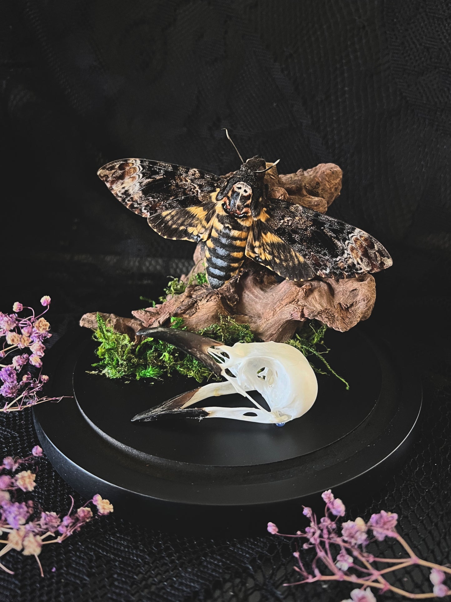 Death Head Hawk Moth (Acherontia Lachesis) & Magpie Skull (Pica Pica) in a Glass Dome