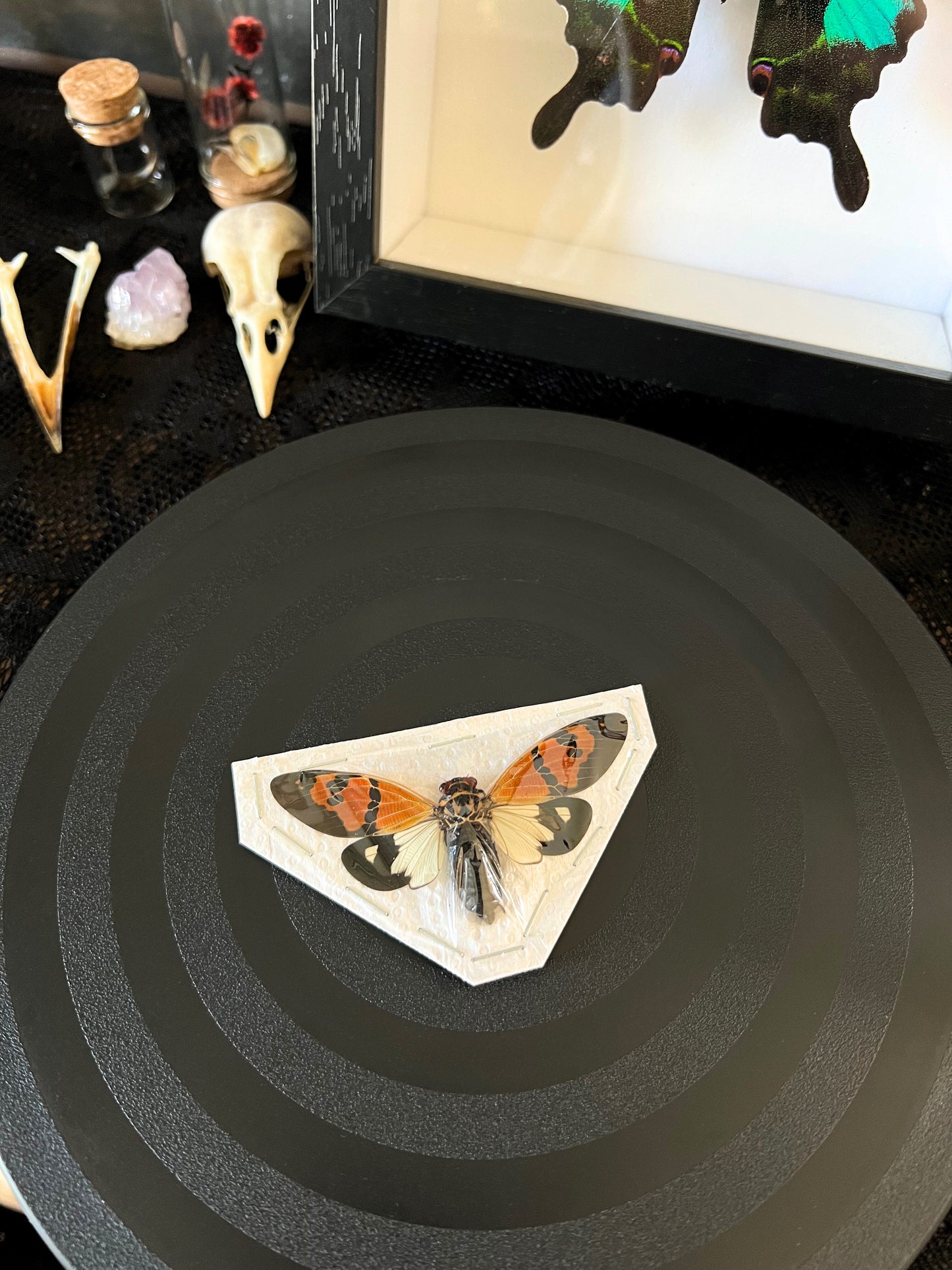 The Butterfly Cicada (Gaeana Festiva White) Spread Specimen