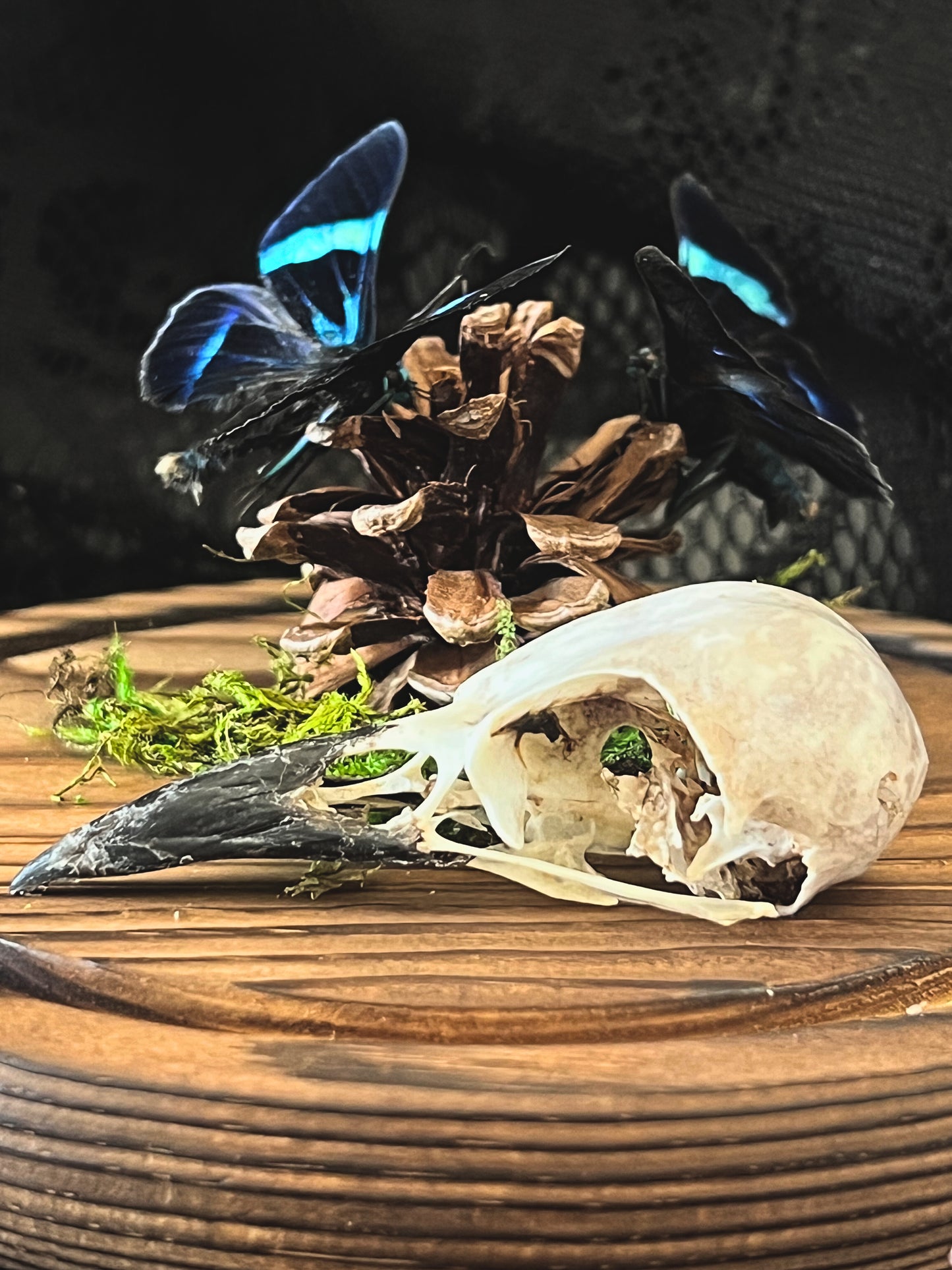 Blue Day Flying Moths (Milionia Delicatula) & Magpie Skull (Corvus Corone) in Glass Dome