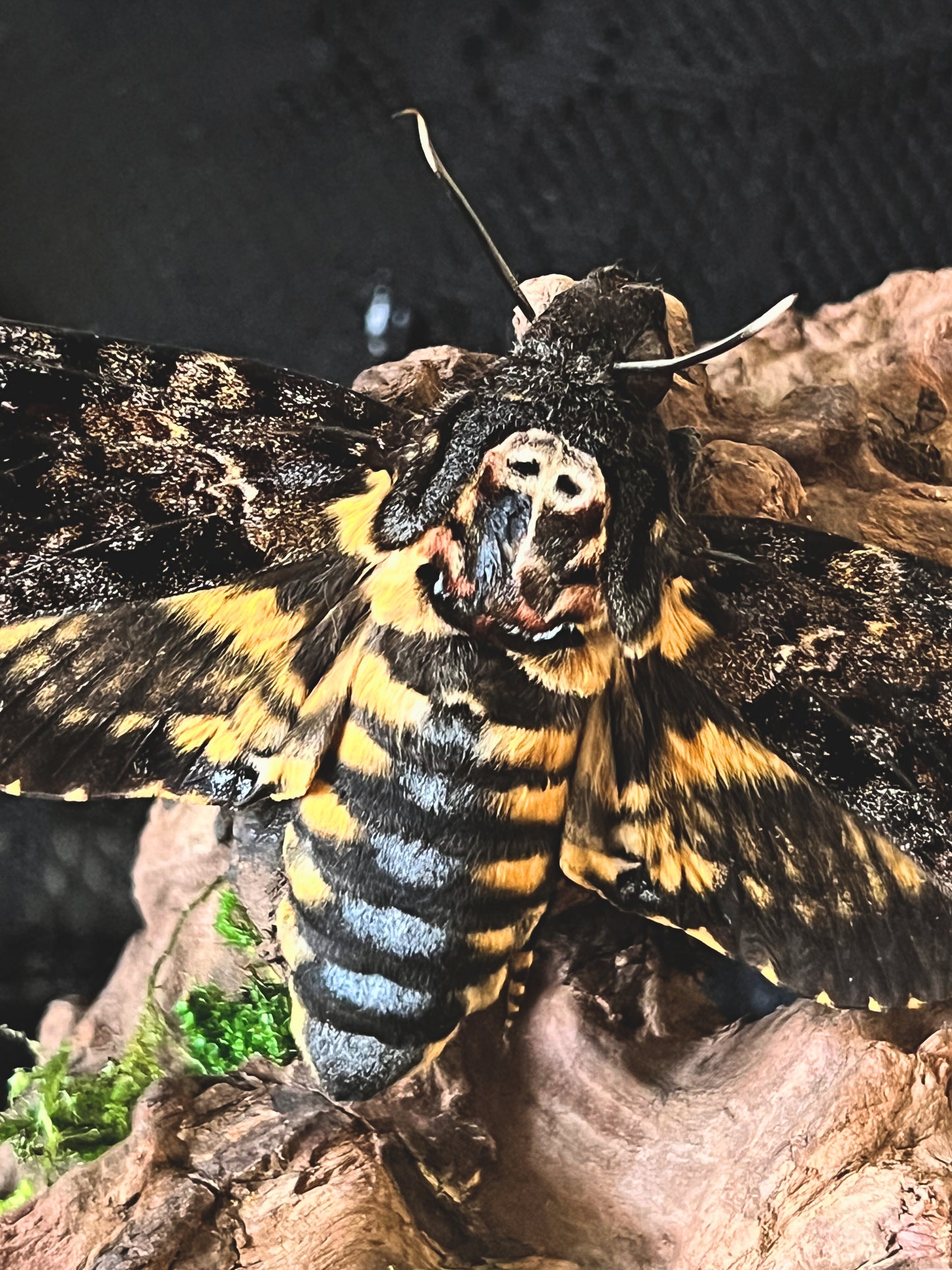 Death Head Hawk Moth (Acherontia Lachesis) & Magpie Skull (Pica Pica) in a Glass Dome