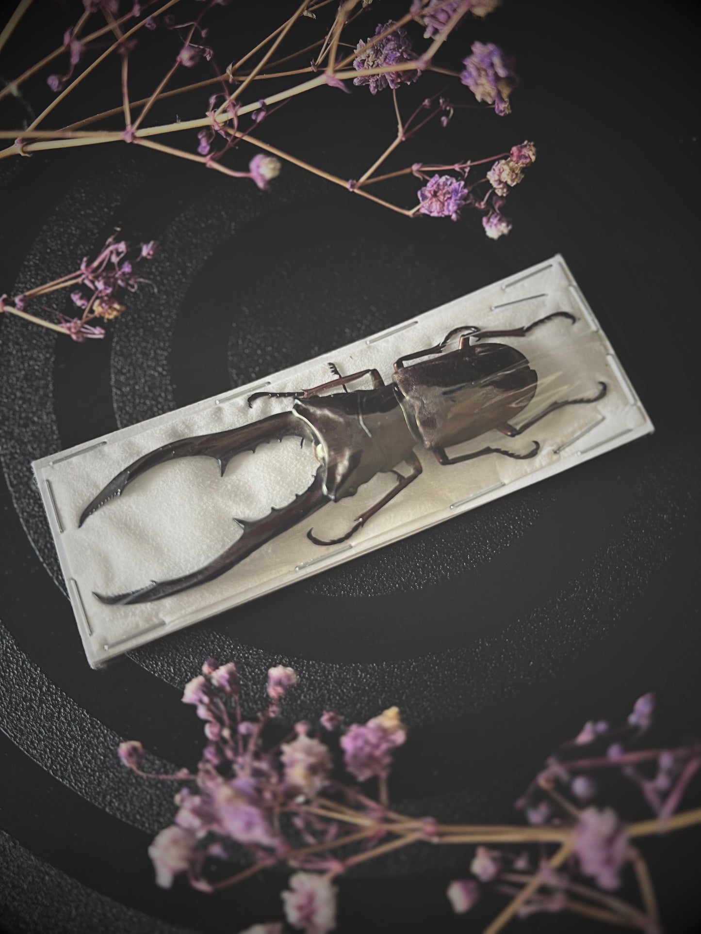 Bronze Stag Beetle (Cyclommatus Metallifer Aenomicans) Dehydrated Specimen