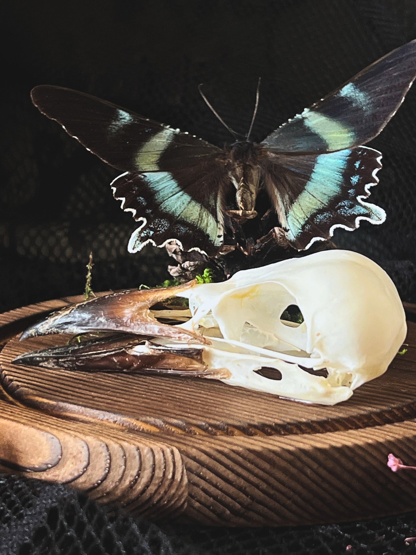 Swallowtail Moth (Alcides Orontes) & Crow Skull (Corvus Corone) in Glass Dome