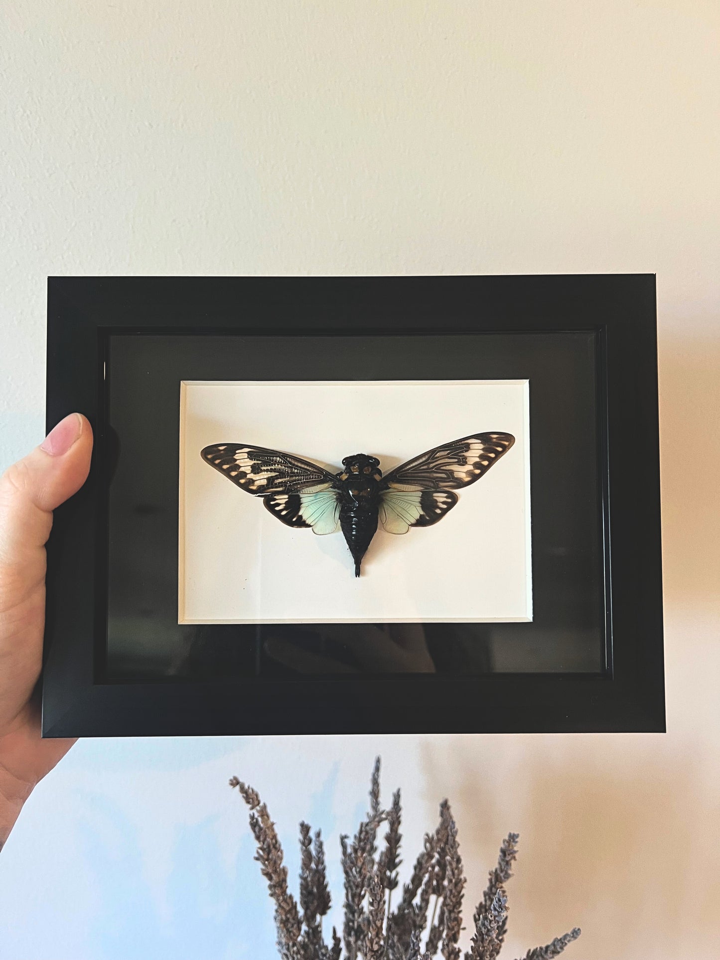 Blue Cicada (Tosena Splendida) in Shadow Box Frame