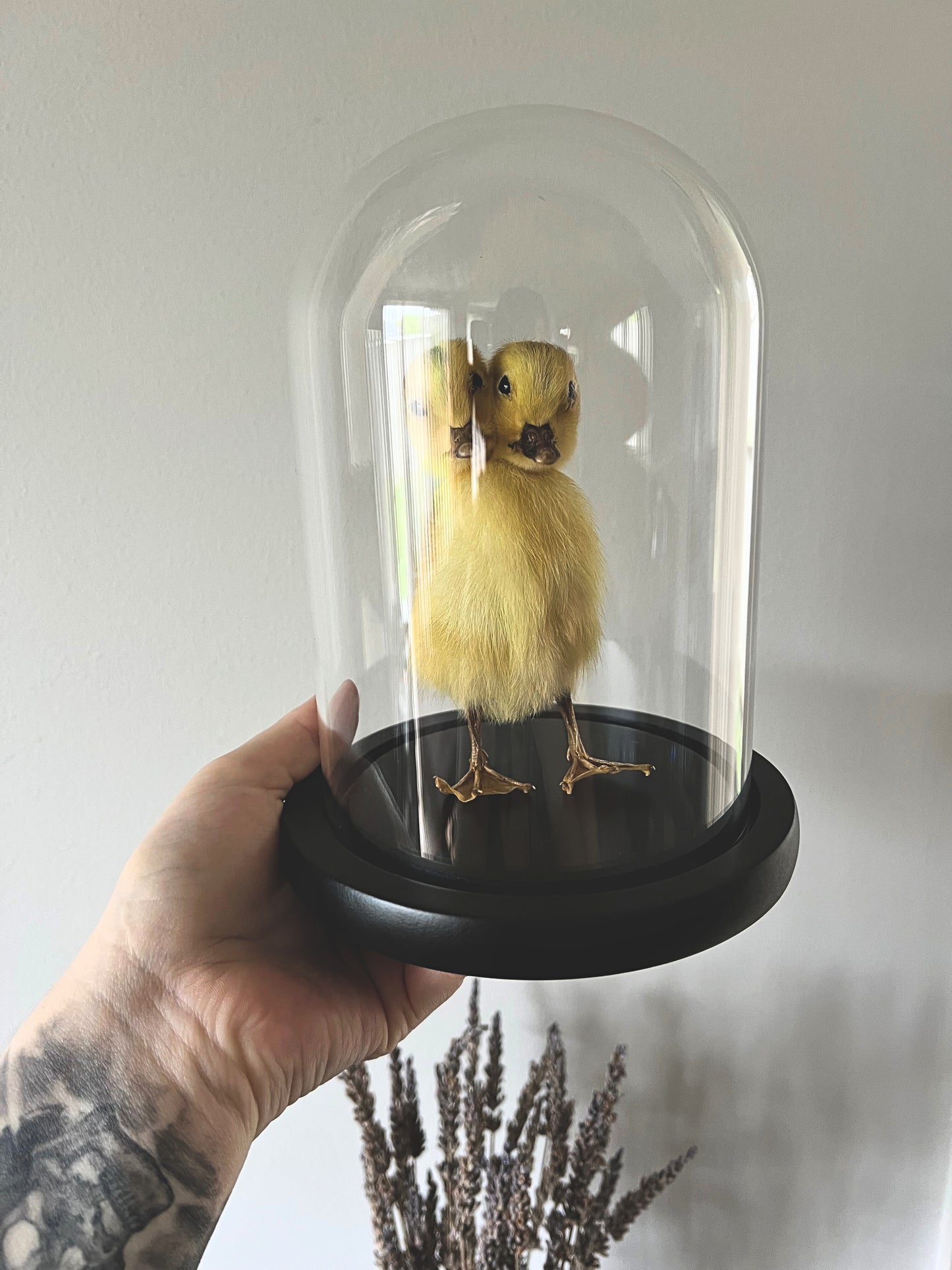 Two-Headed Taxidermy Yellow Duckling in Glass Dome