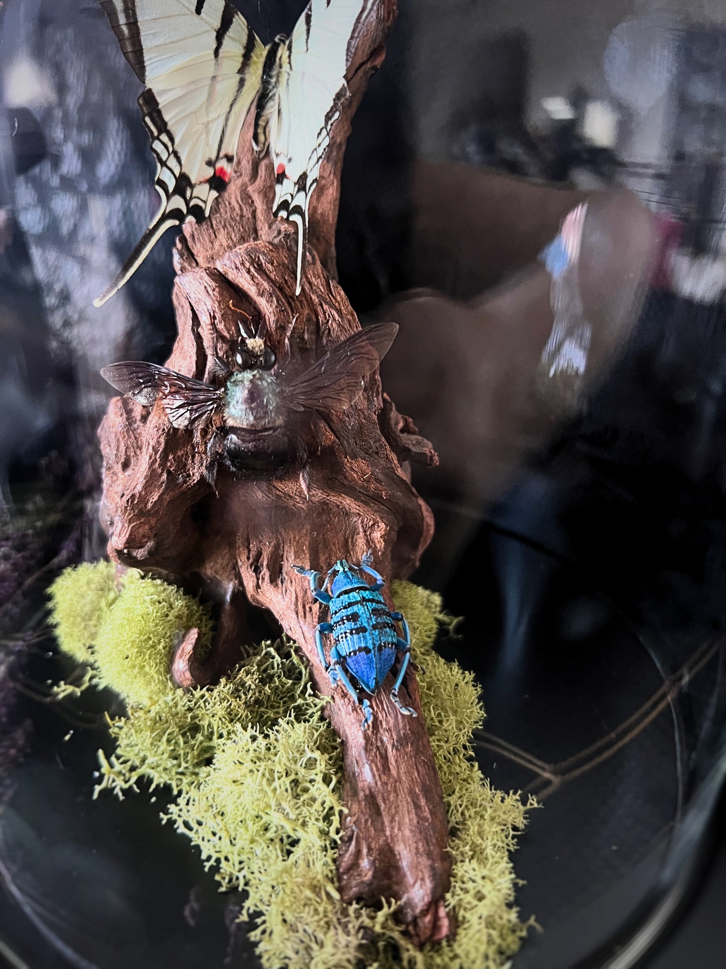 Short-Lined Kite Swallowtail Butterfly (Eurytides Agesilaus), Blue Carpenter Bee (Xylocopa Caerulea) & Turquoise Weevil Beetle (Eupholus Bortolussii) in Glass Dome