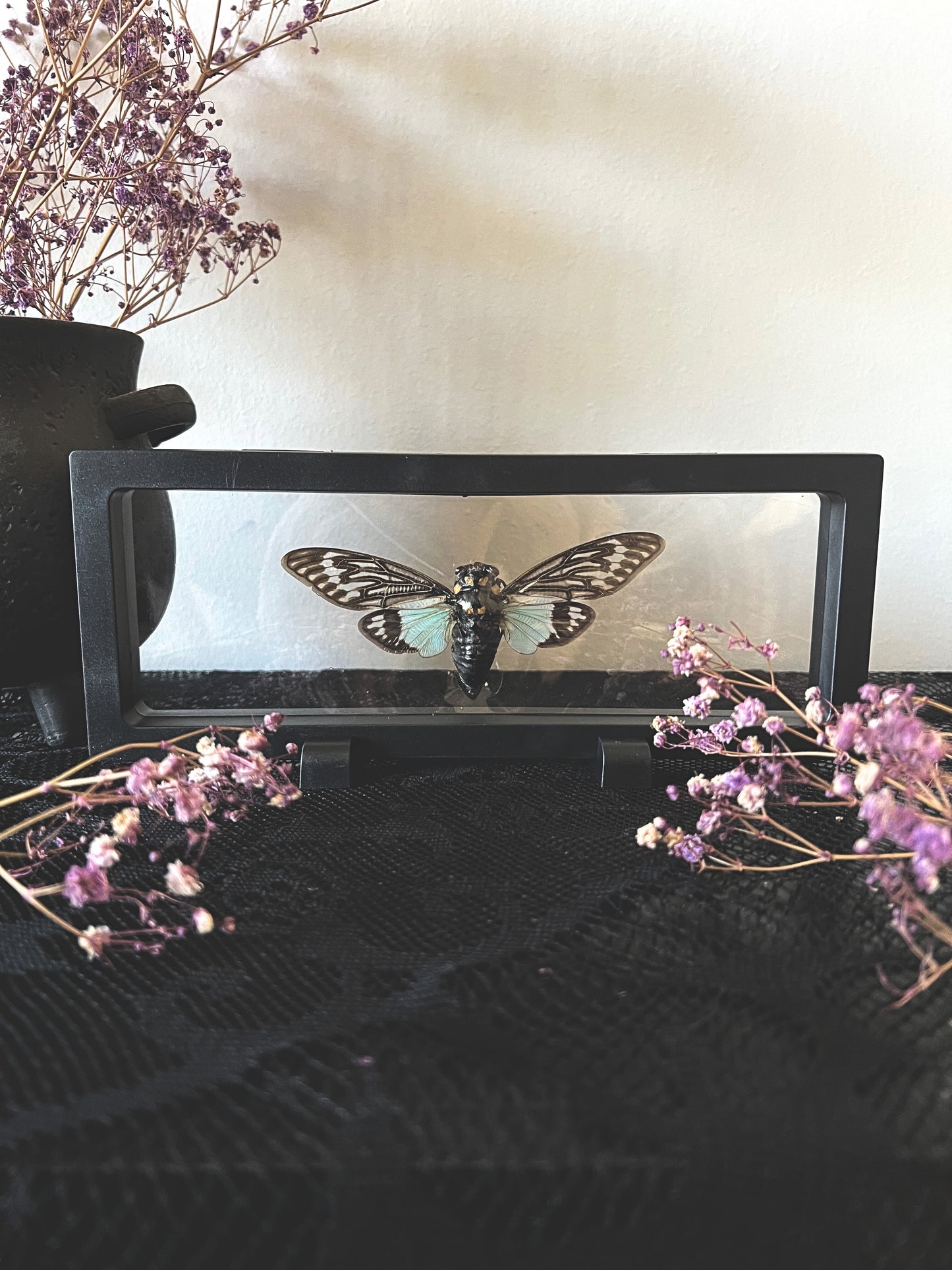 Blue Cicada (Tosena Splendida) in Display Case