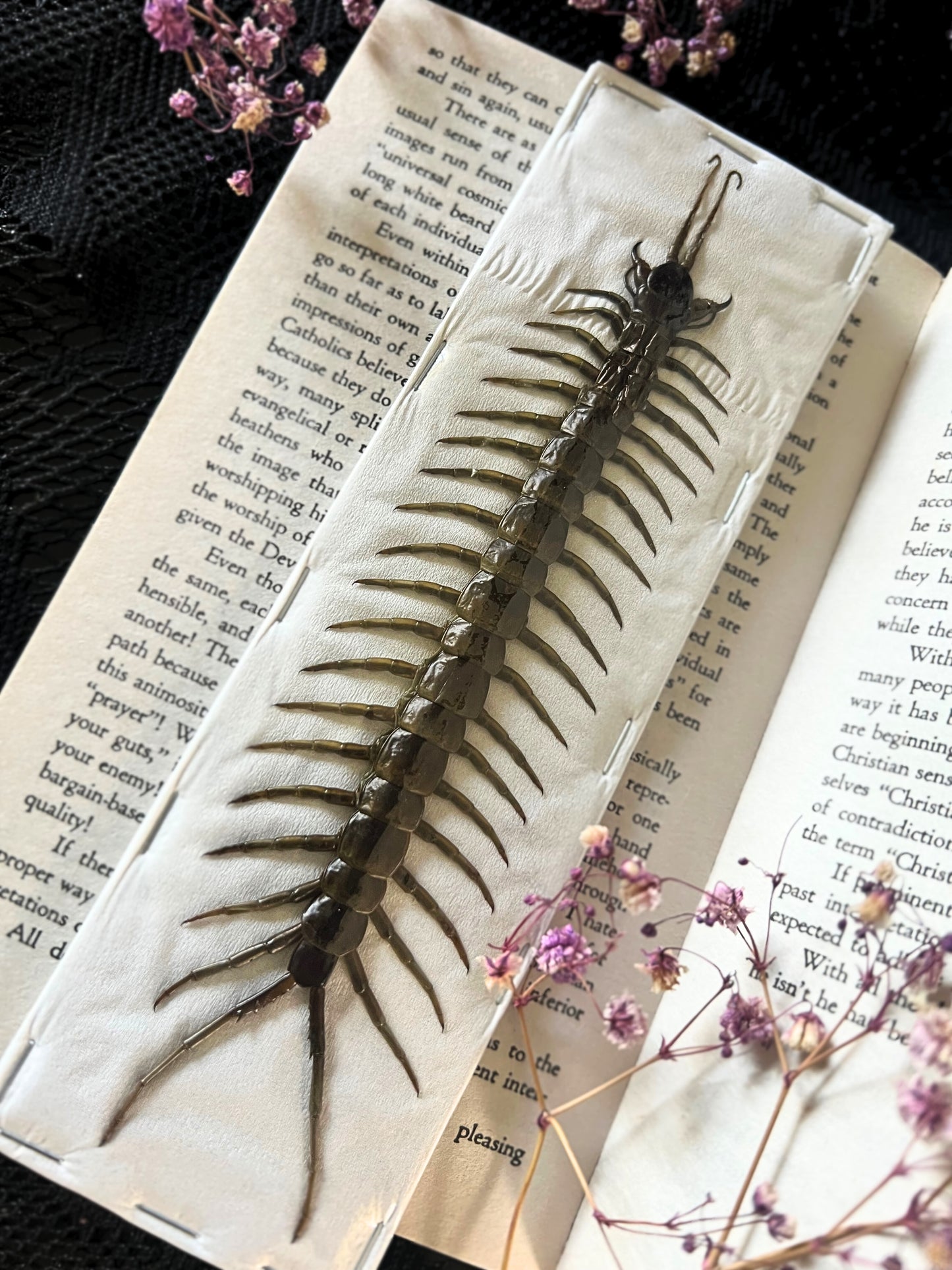 Amazonian Giant Centipede (Scolopendra Piceoflava) Undisplayed Specimen