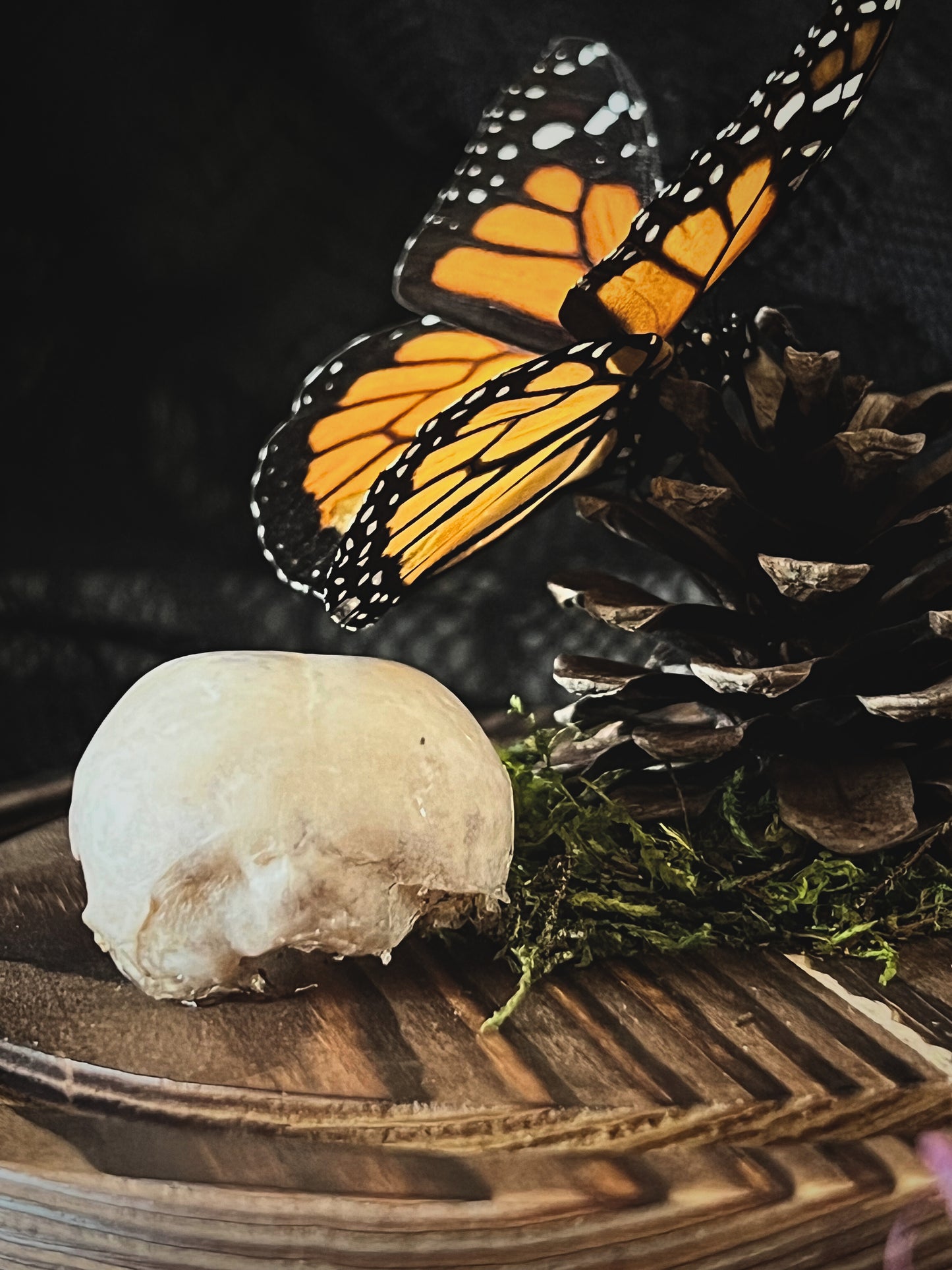 Monarch Butterfly (Danaus Plexippus) & Magpie Skull (Pica Pica) in Glass Dome
