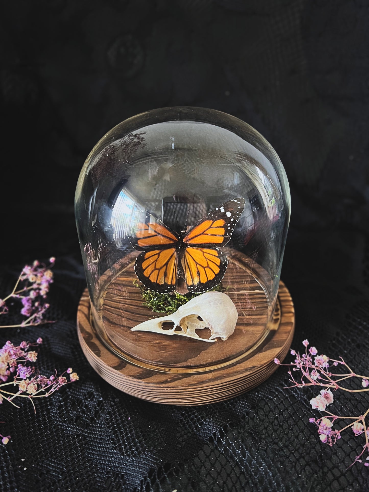 Monarch Butterfly (Danaus Plexippus) & Magpie Skull (Pica Pica) in Glass Dome