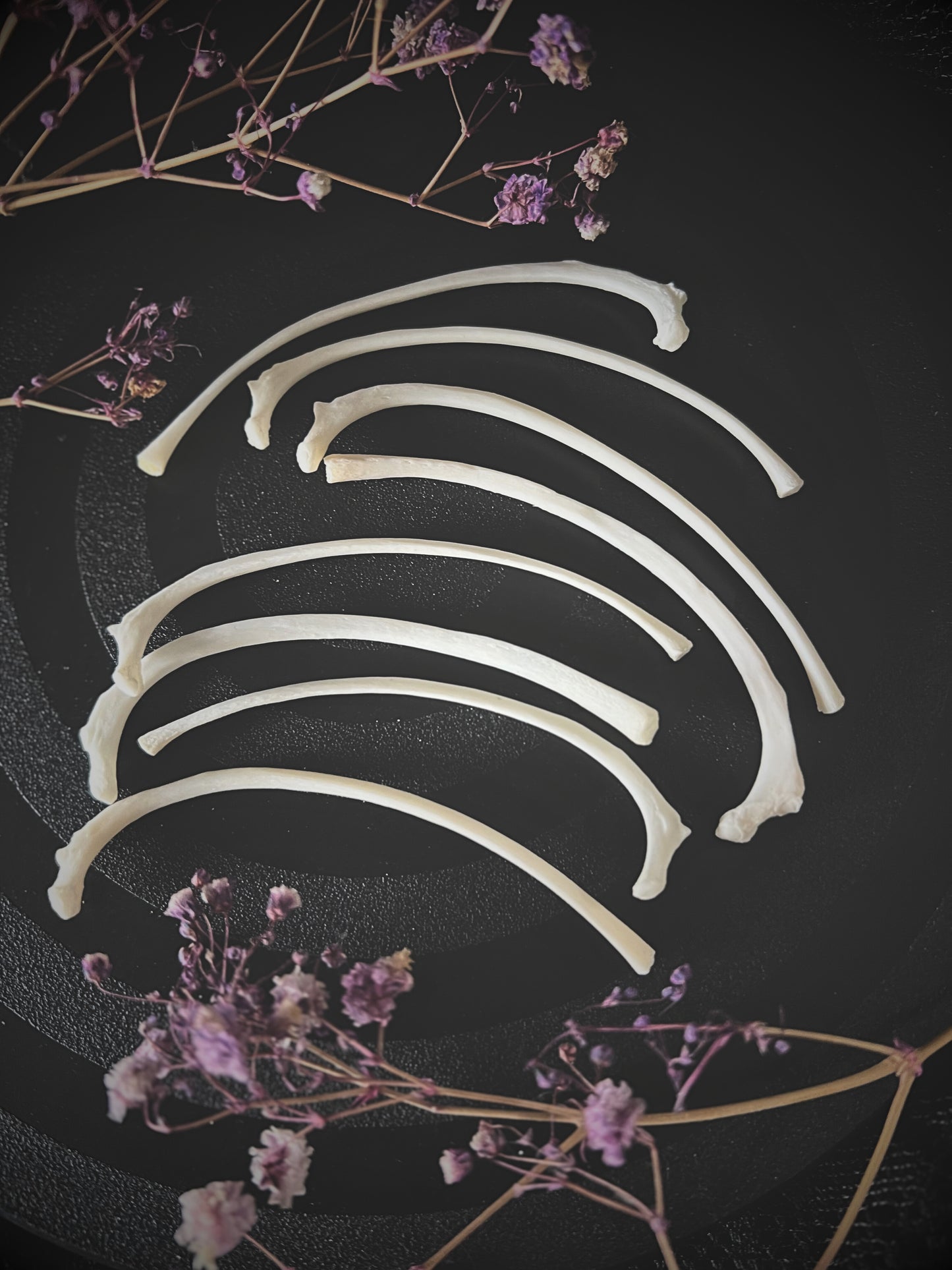 Set of fox rib bones on a dark surface with purple flowers.