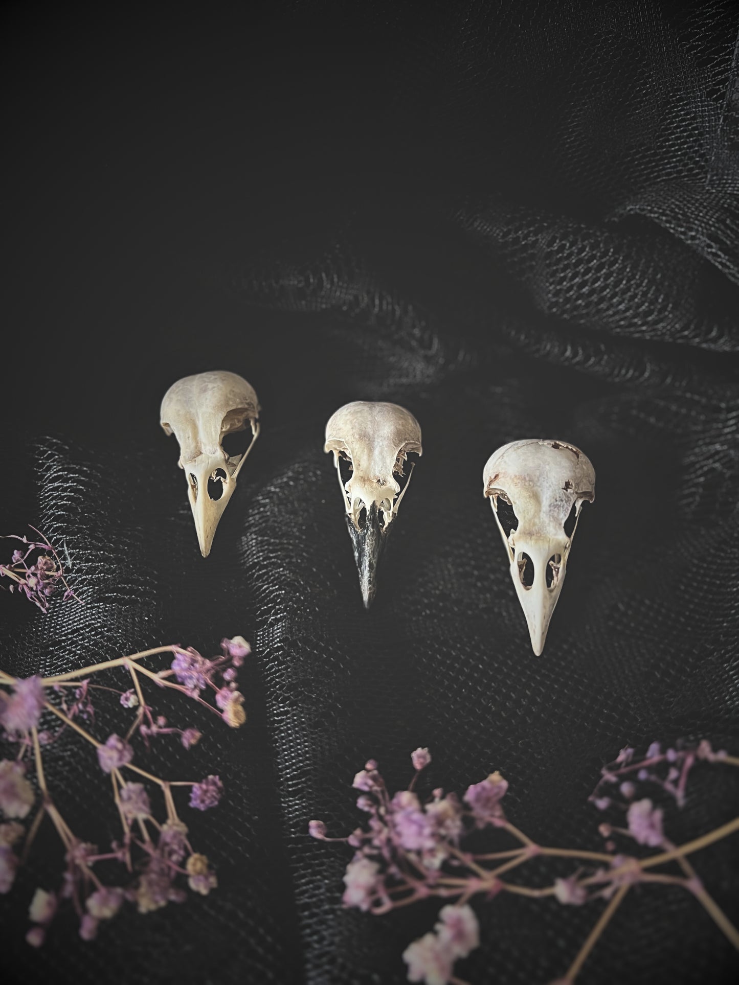 Three magpie skulls on a dark textured background with floral elements.