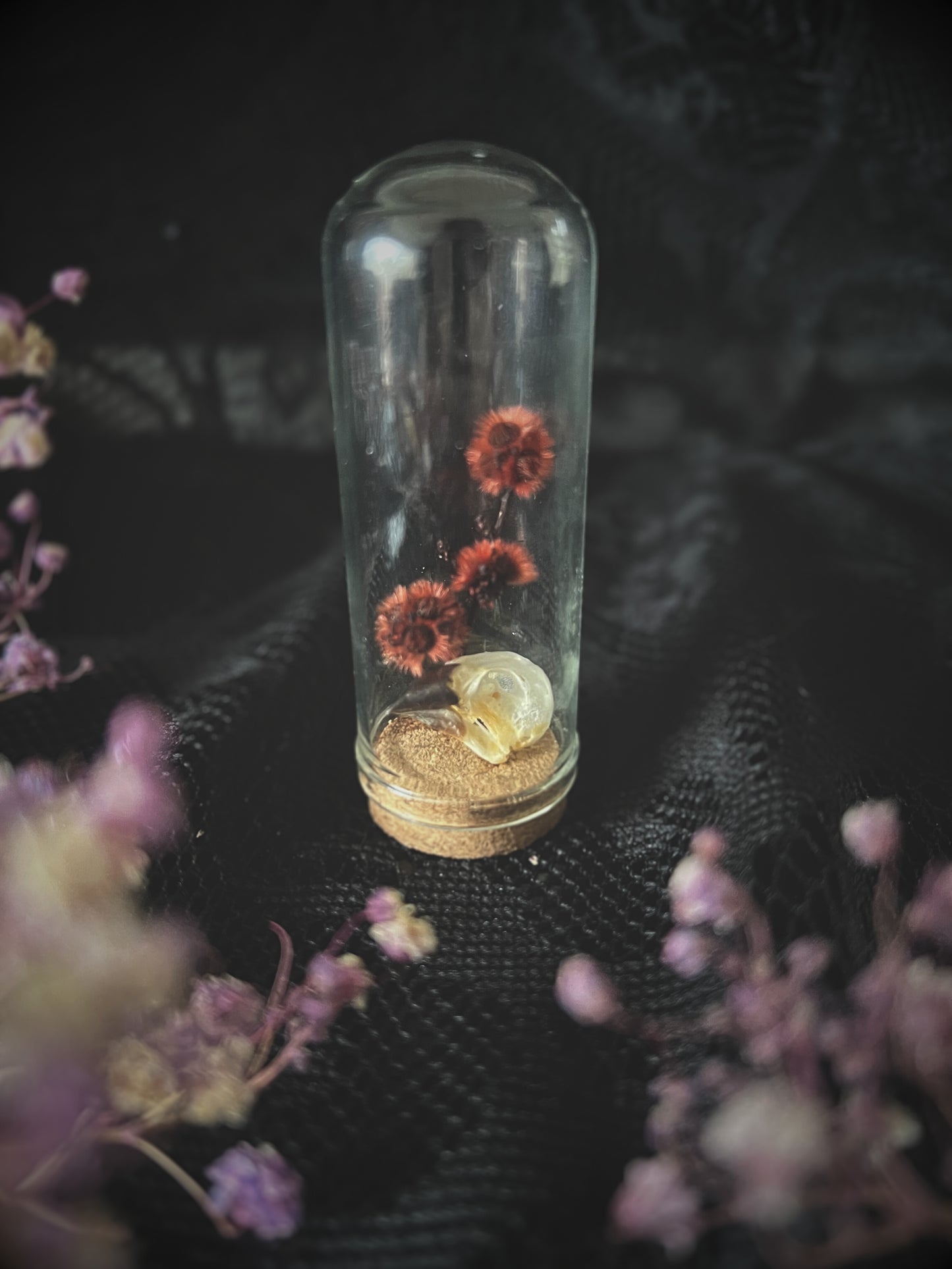 Scaly-Breasted Munia Bird Skull in Glass Vial with preserved red stirlingia flower
