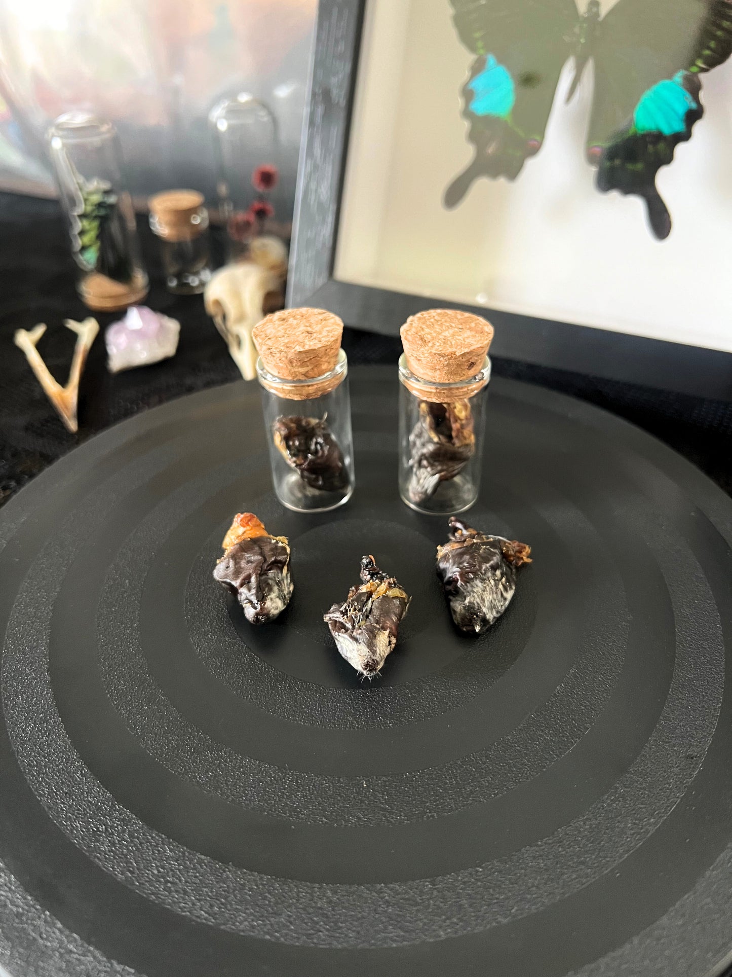 Small glass jars with cork lids containing preserved bird hearts and preserved bird hearts by themselves on a black surface.