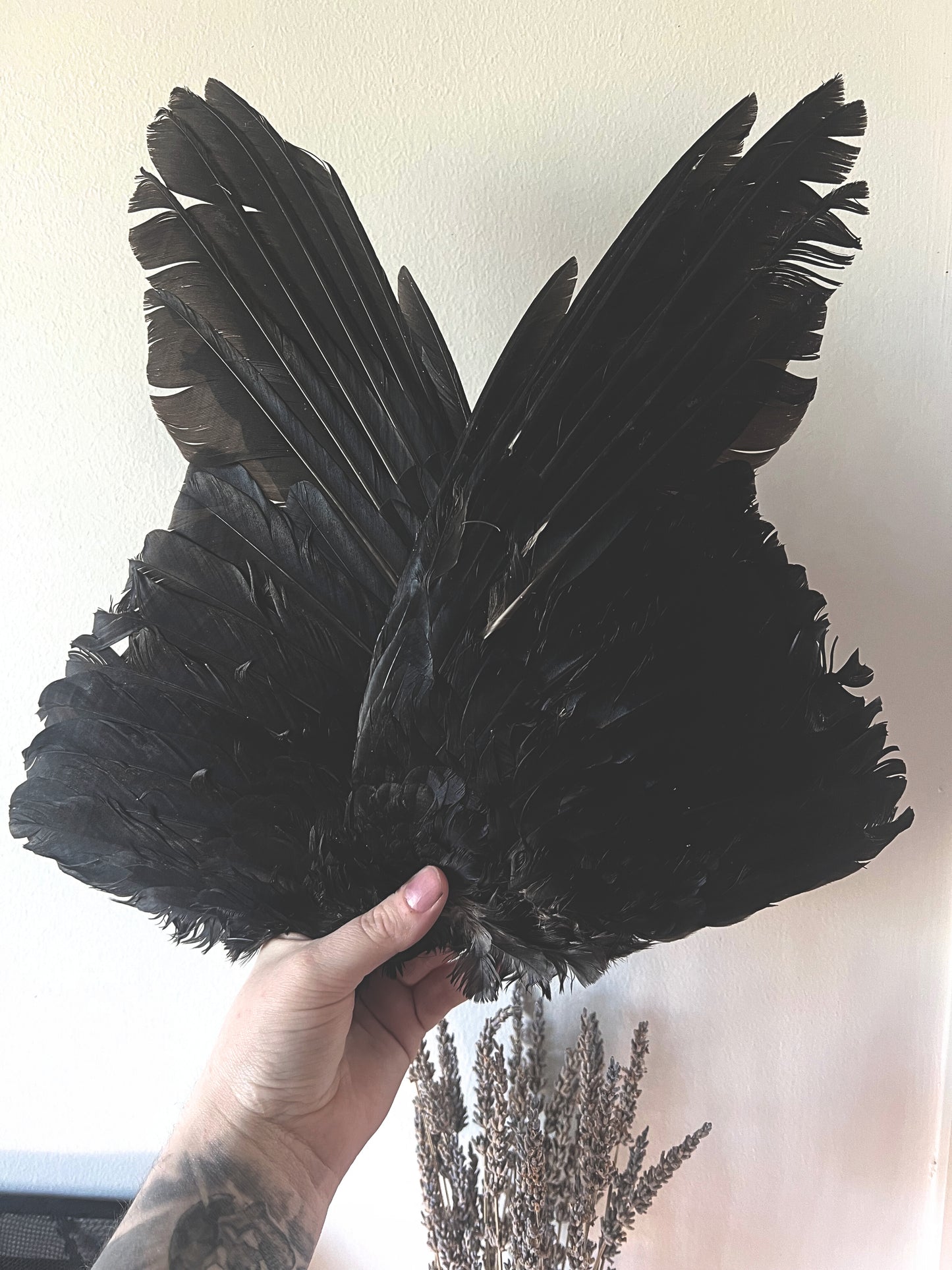 Hand holding a pair of real crow wings against a neutral background