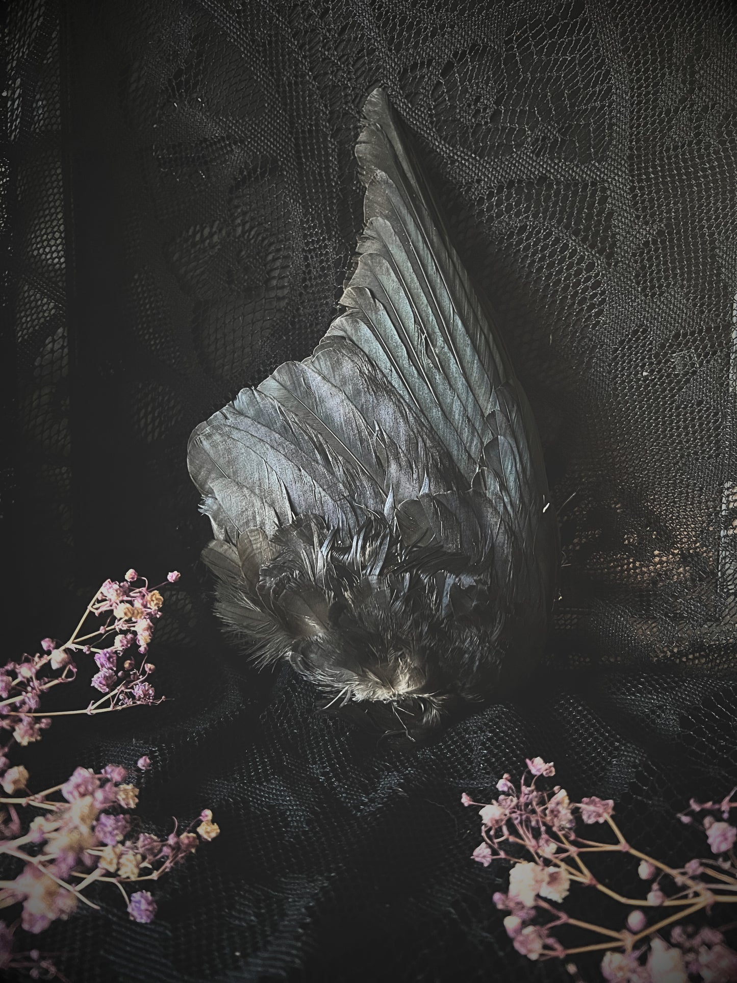 Real crow wing on a black lace background with pink flowers