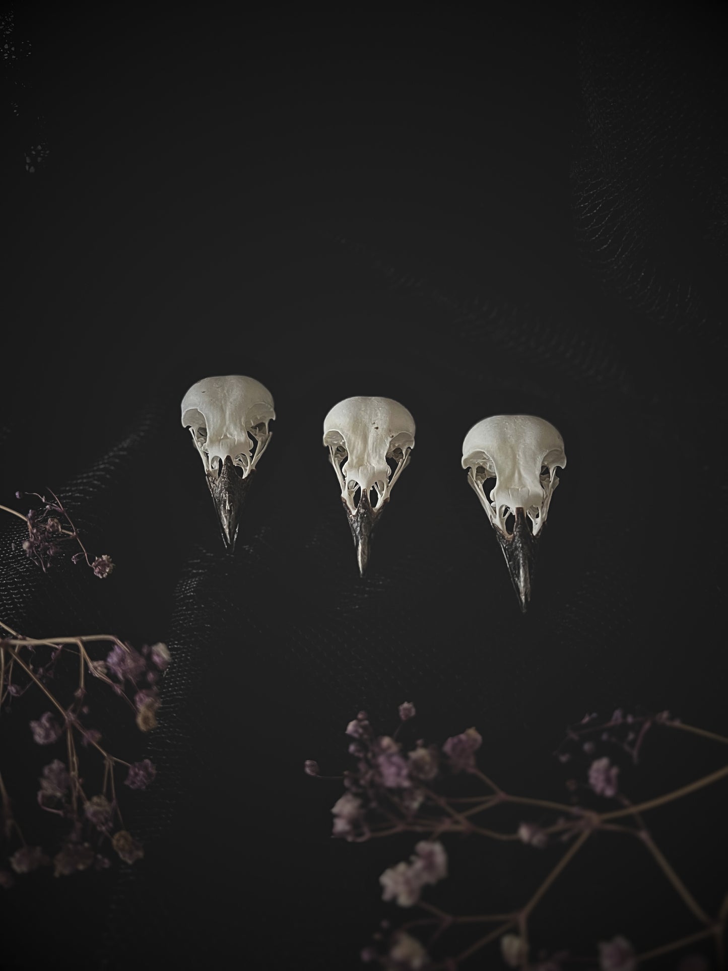 Three magpie skulls on a dark background with flowers.