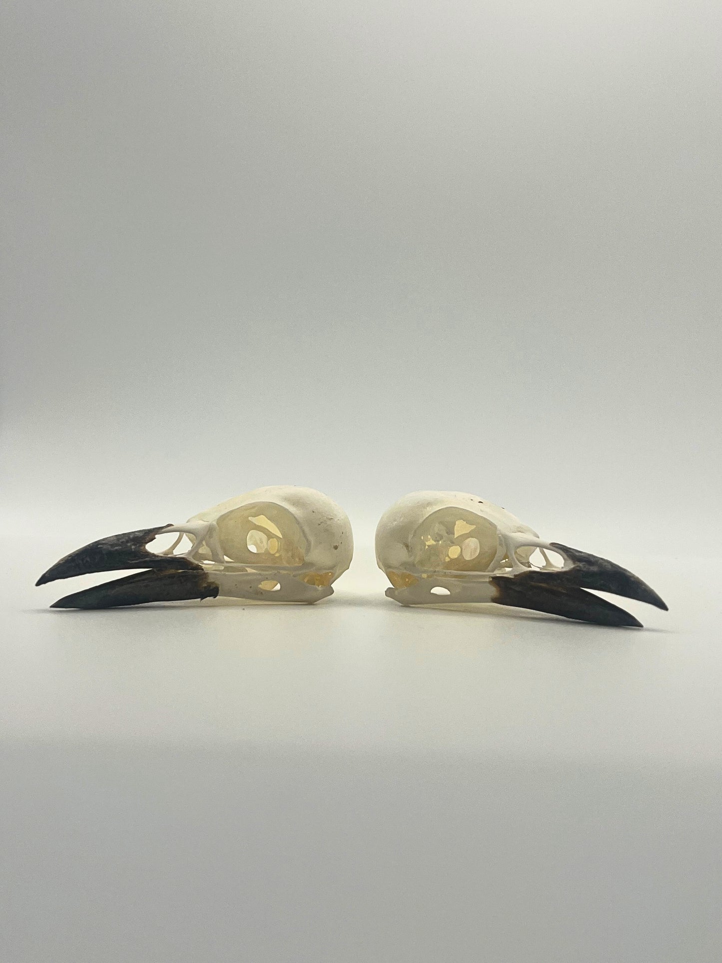 Two pica pica skulls on a light gray background