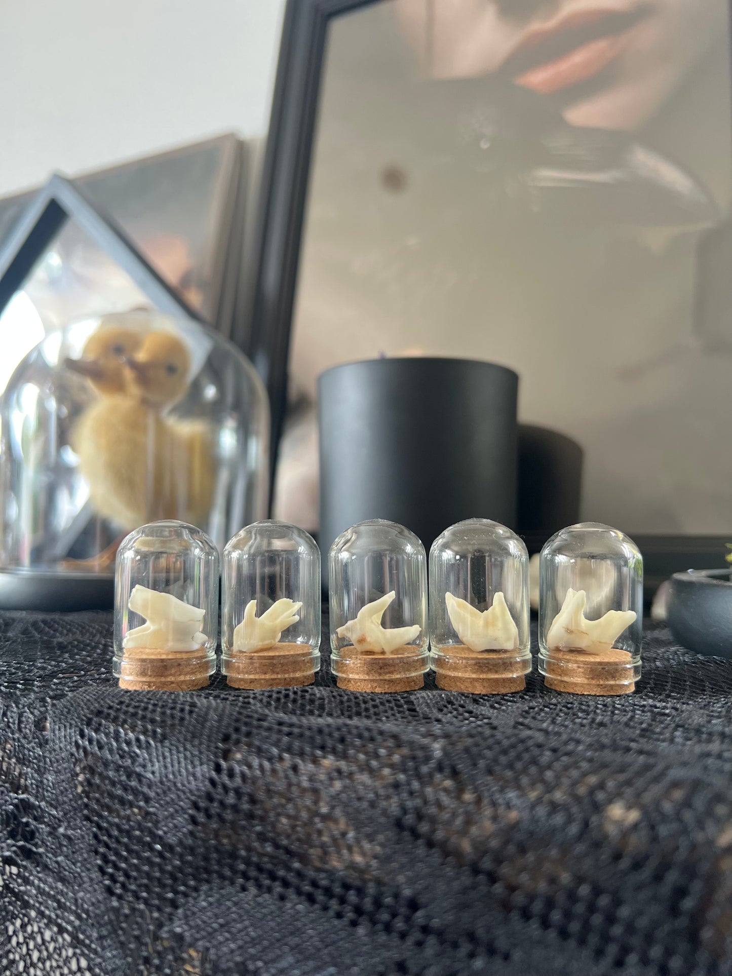 Roe deer teeth in glass jars