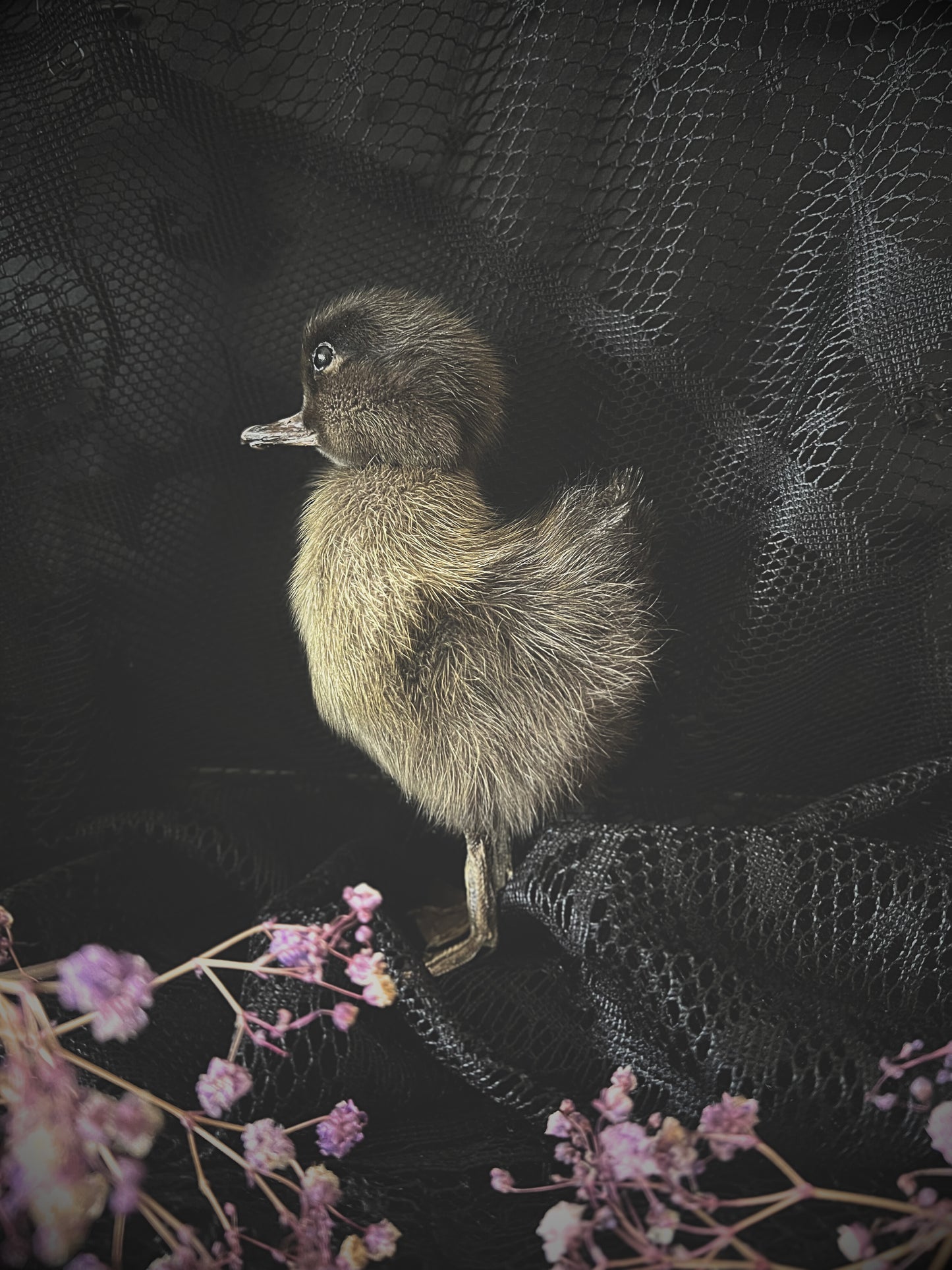 Taxidermy brown duckling on a dark textured surface with flowers in the foreground