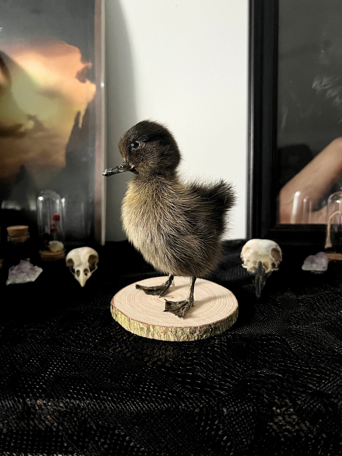 Taxidermy brown duckling on a wooden base with skulls in the background