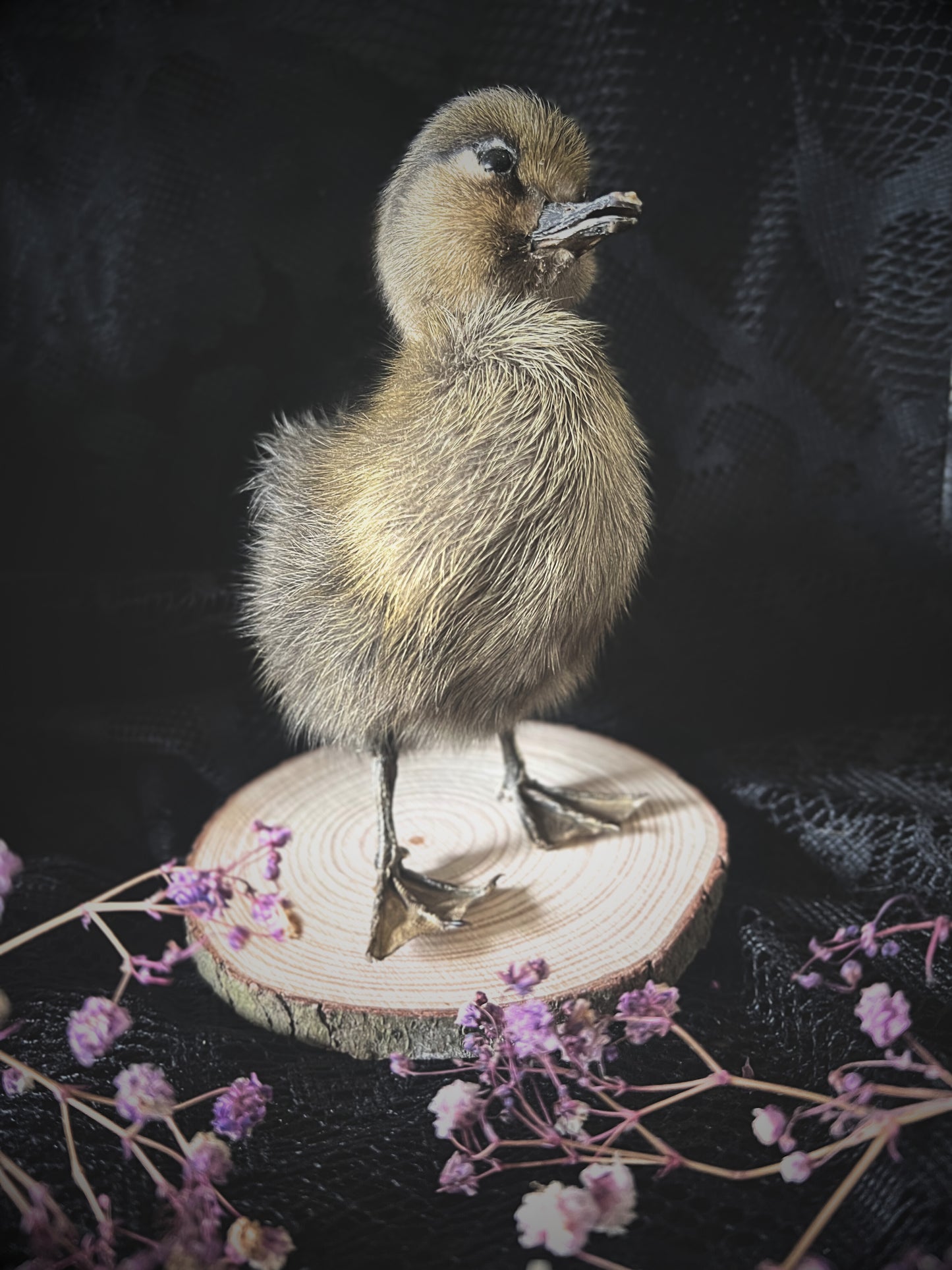 Taxidermy brown duckling on a wooden slice with flowers against a dark background