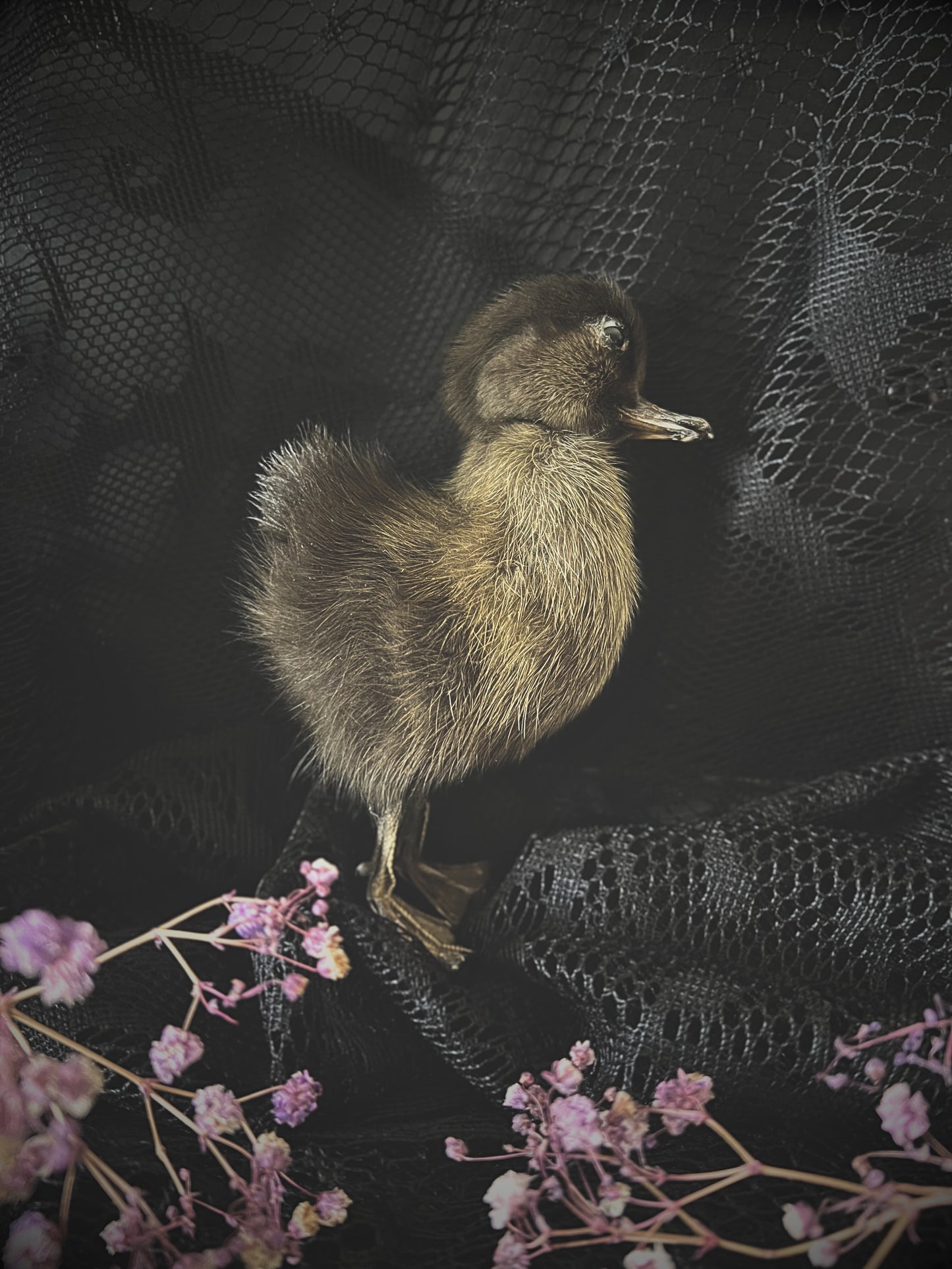 Taxidermy brown duckling on a dark textured surface with pink flowers