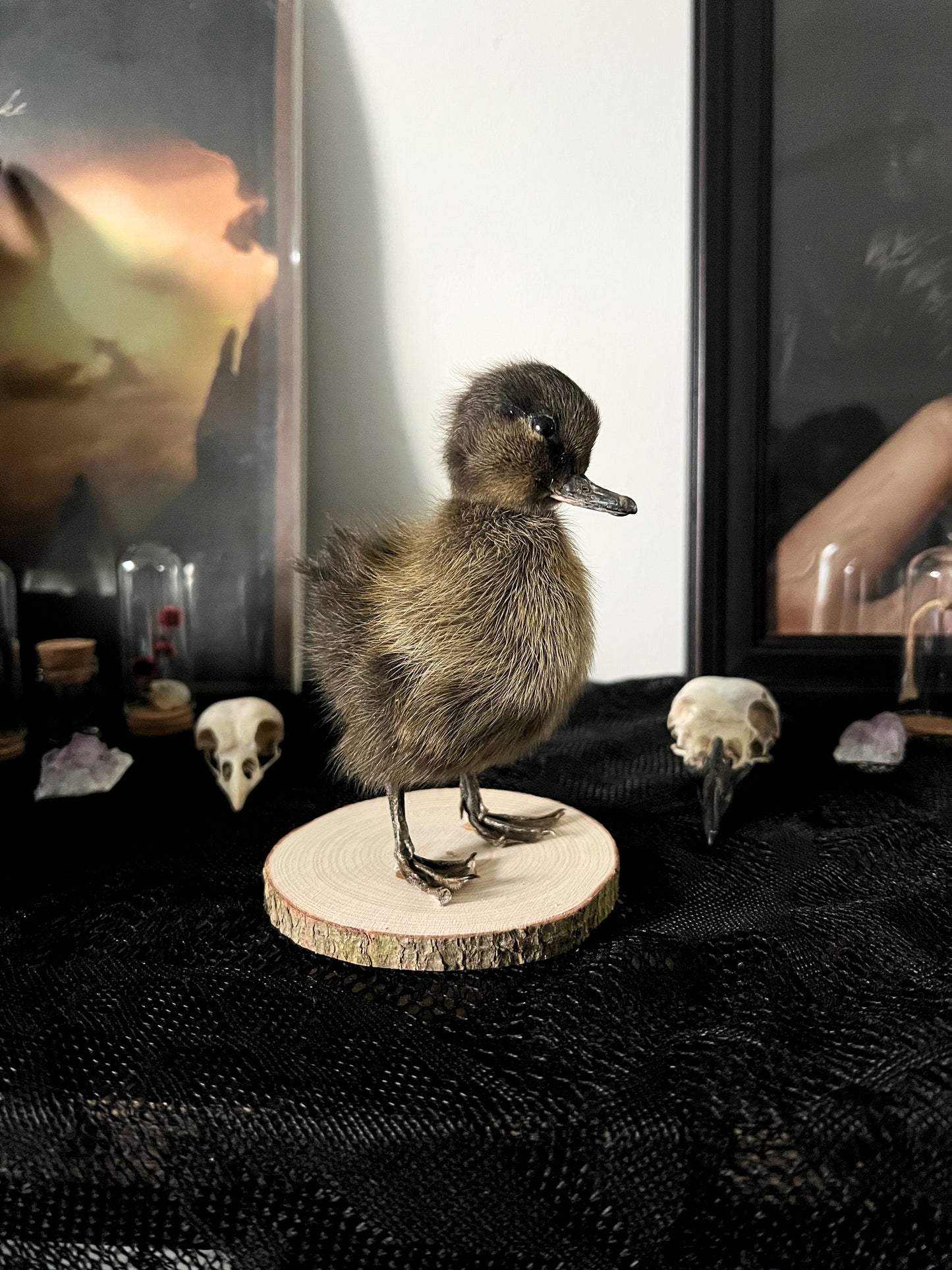 Taxidermy brown duckling on a wooden slice with skulls and other objects in the background
