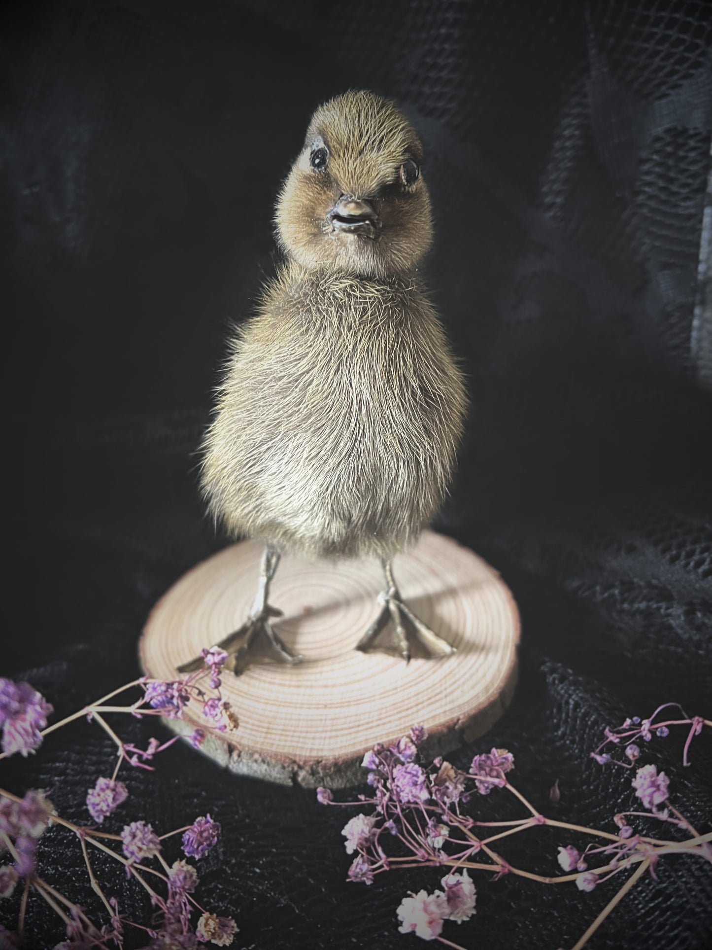 Taxidermy brown duckling on a wood slice with a dark background and purple flowers.