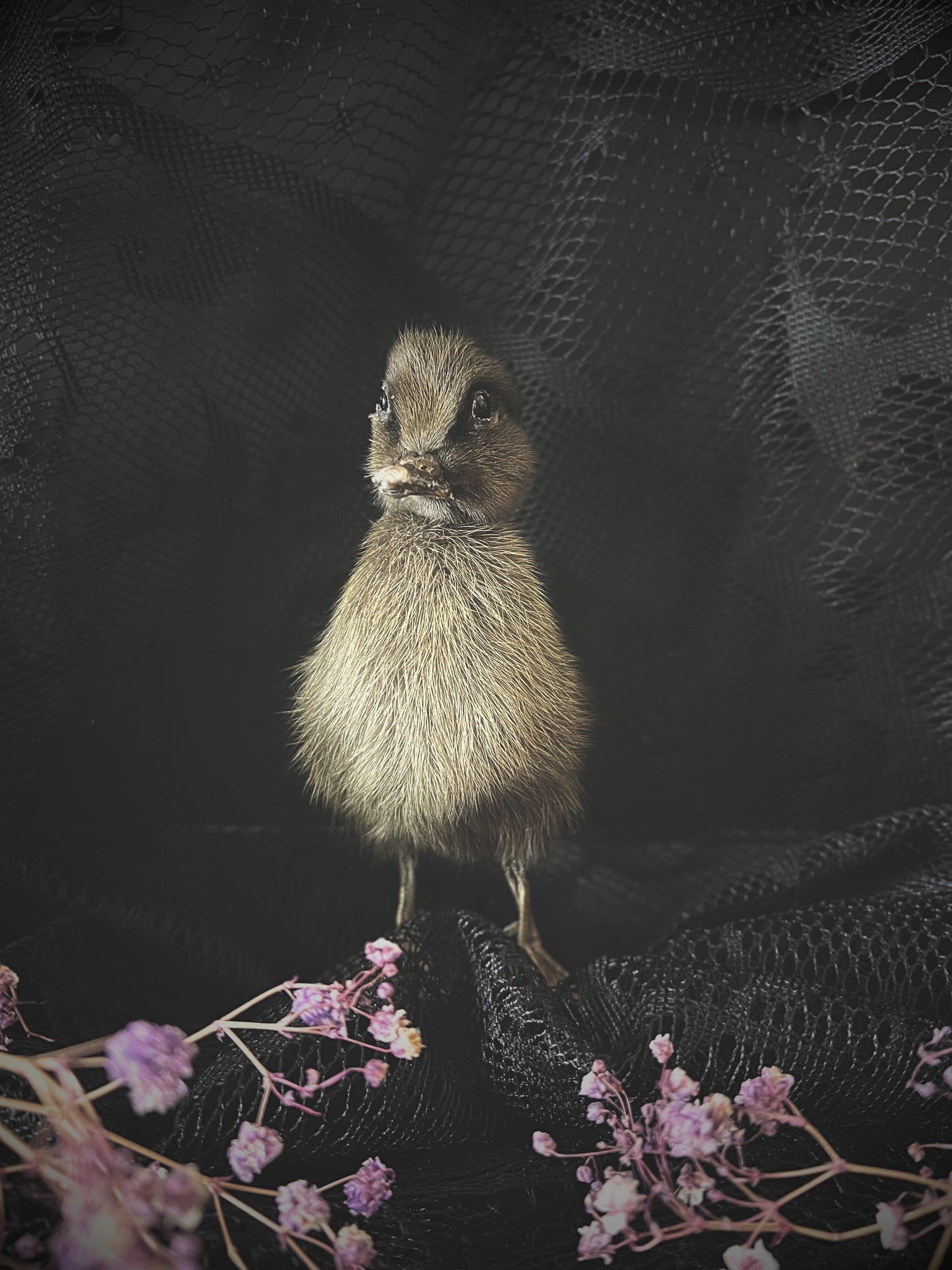 Taxidermy brown duckling on a dark textured background with pink flowers