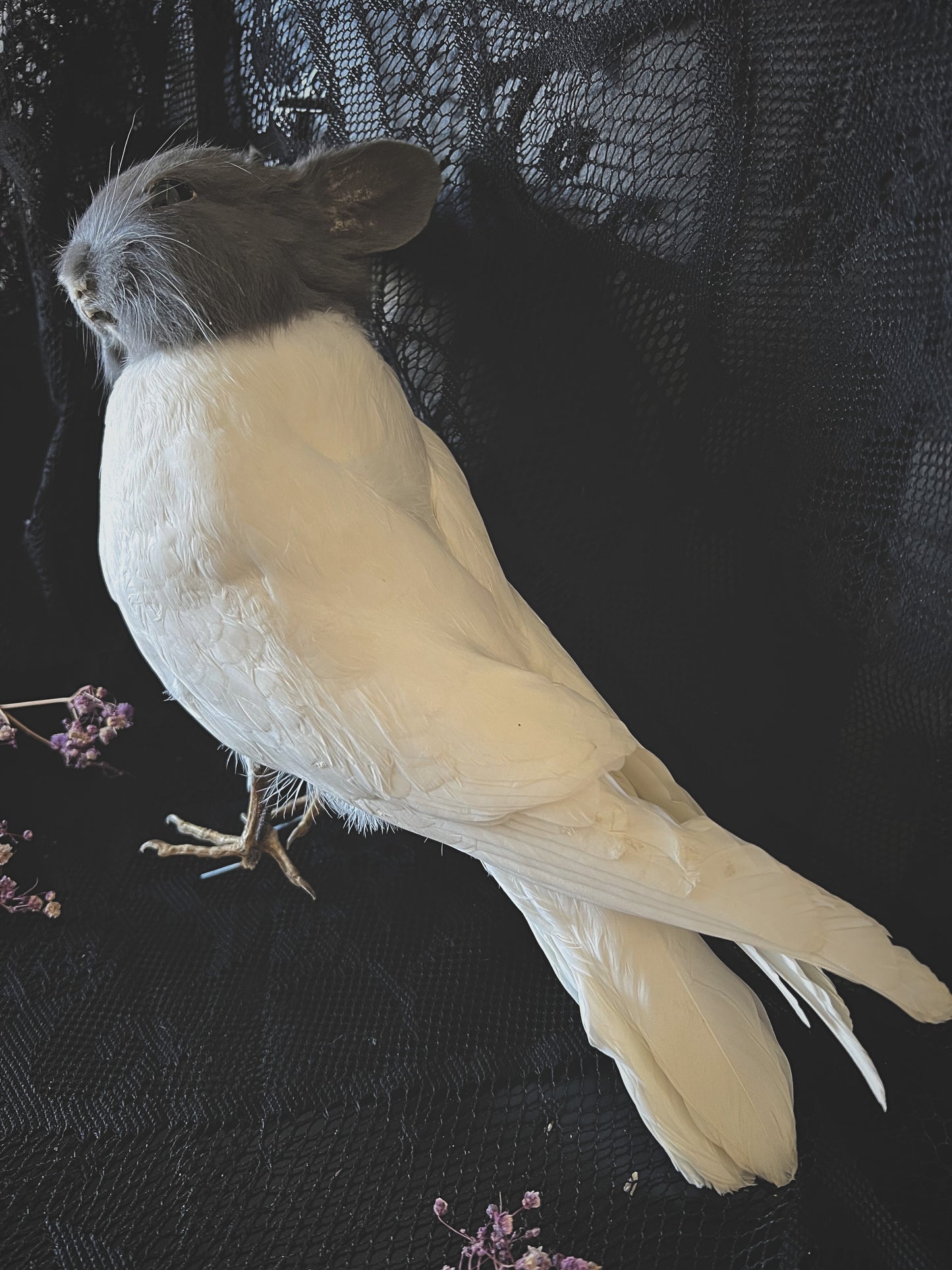 Taxidermy grey and white bunny bird on a black textured background