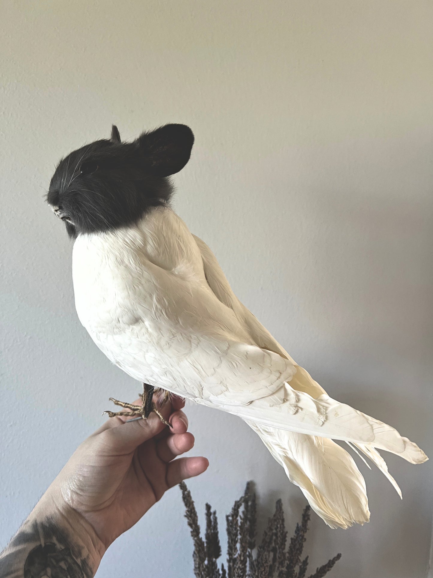 Taxidermy grey and white bunny bird held by a person against a plain background