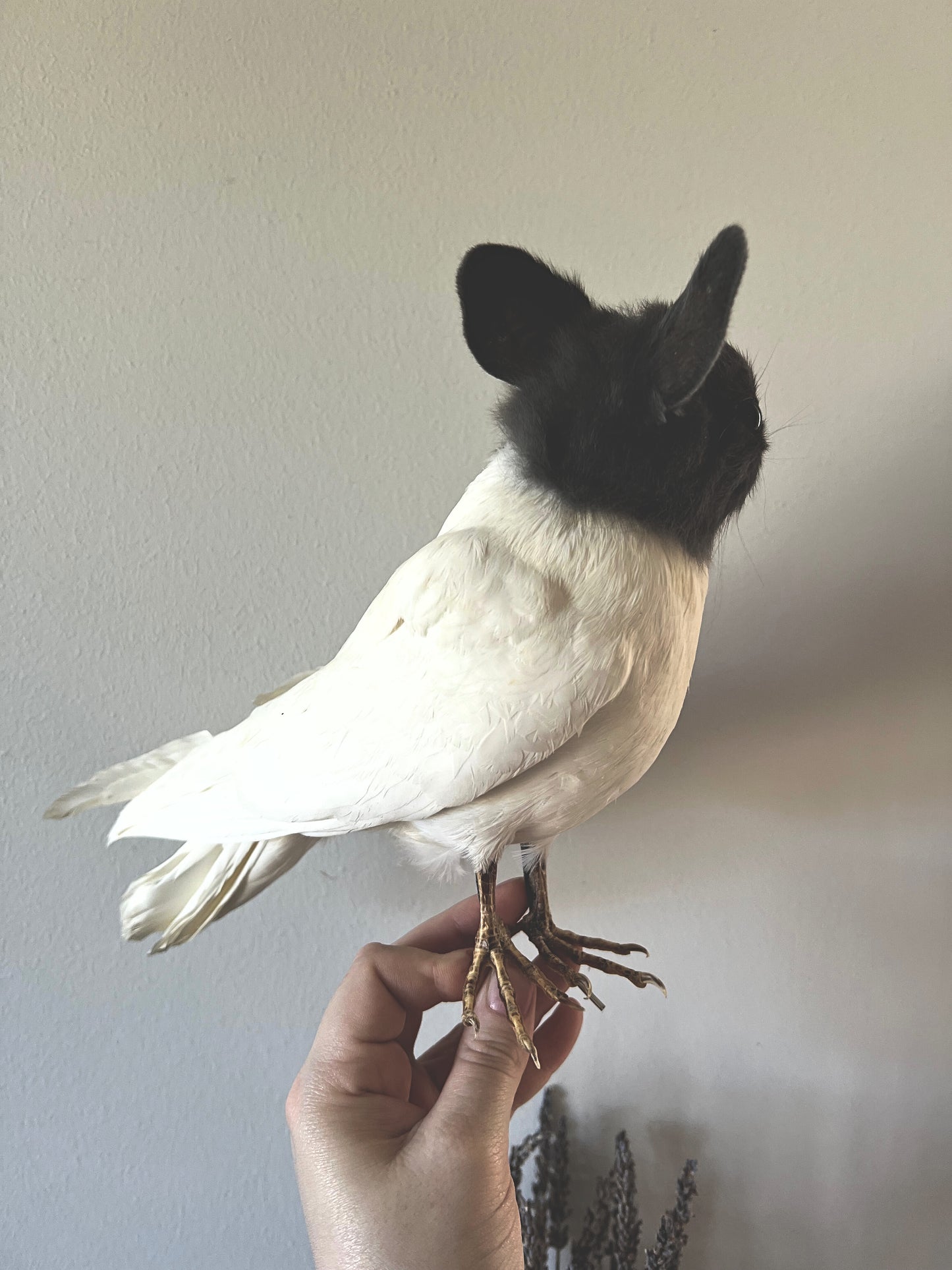 Taxidermy grey and white bunny bird perched on a hand against a plain background