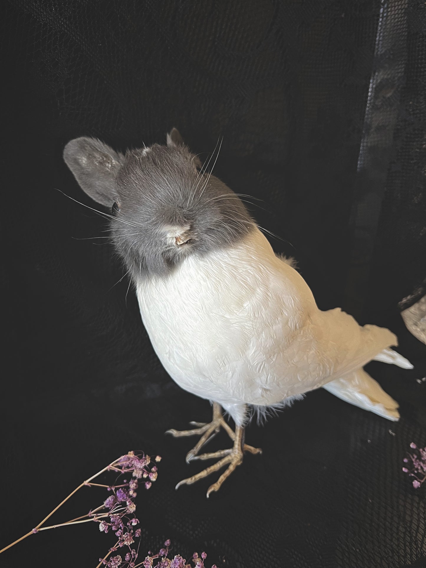 Taxidermy grey and white bunny bird on a dark background