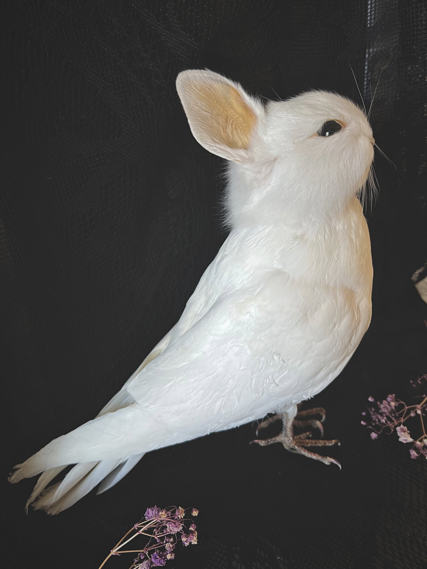 White taxidermy bunny bird on a dark background