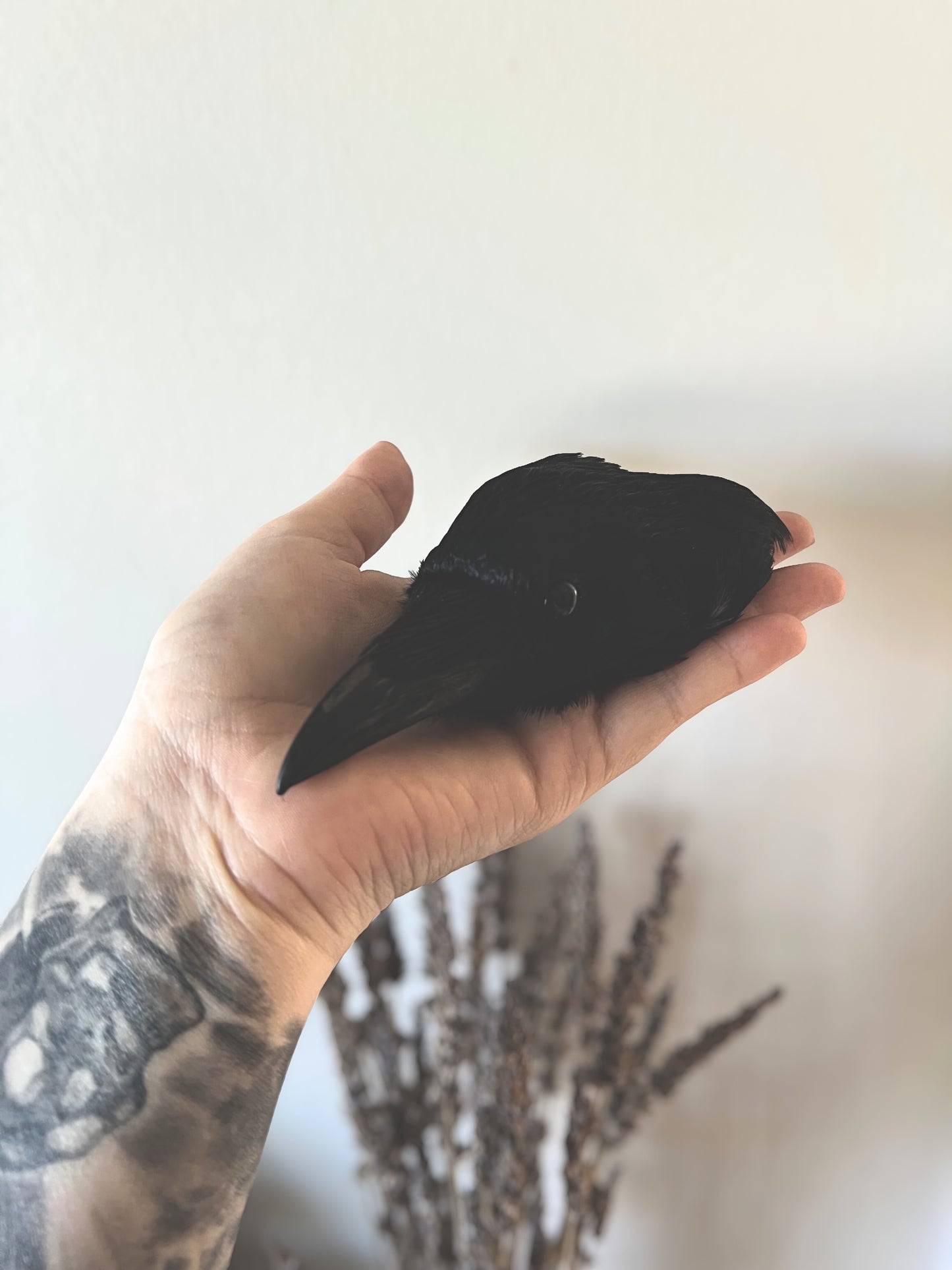 Hand holding a taxidermy crow head against a neutral background