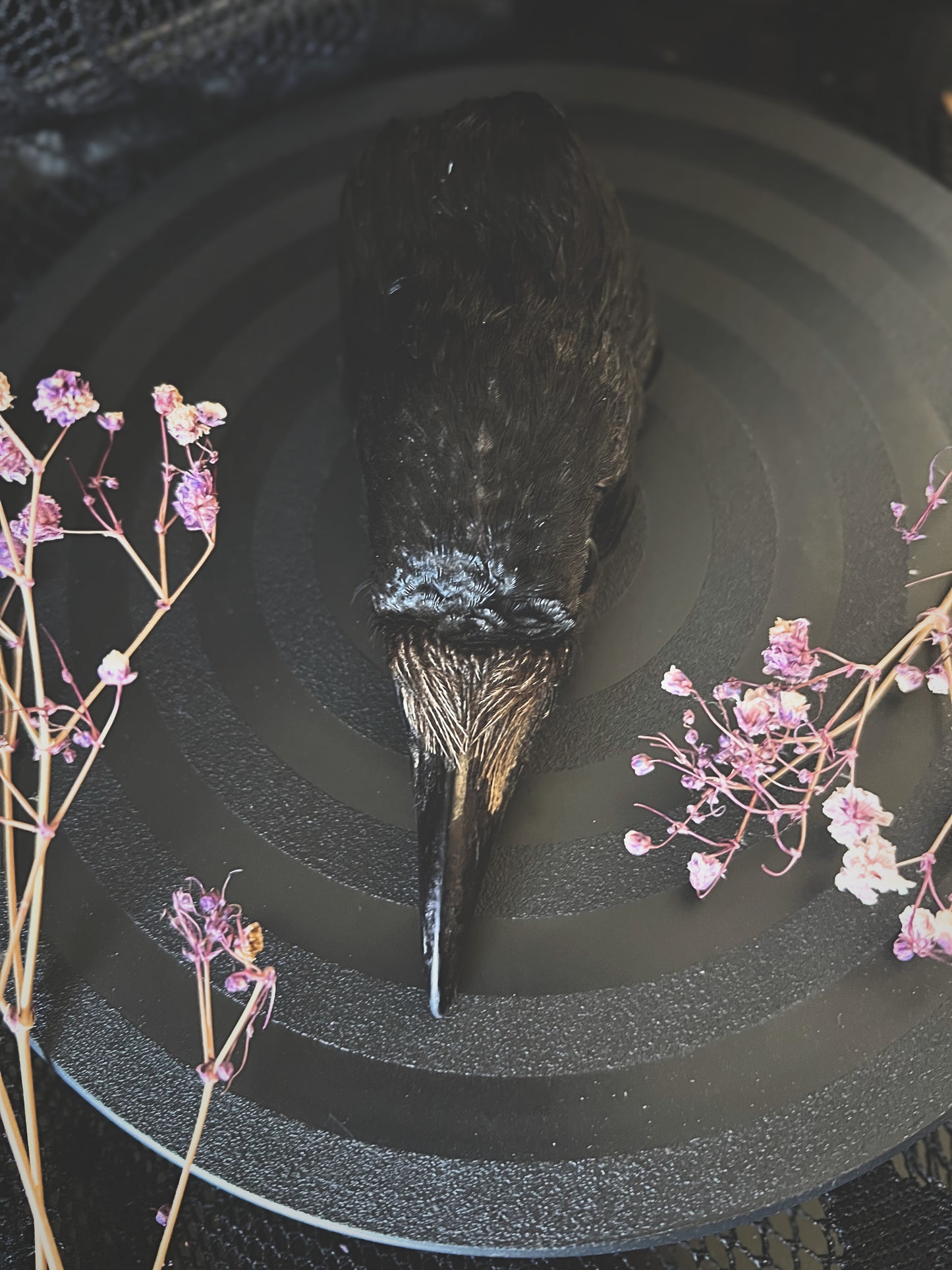 Taxidermy crow head on a black surface with pink flowers