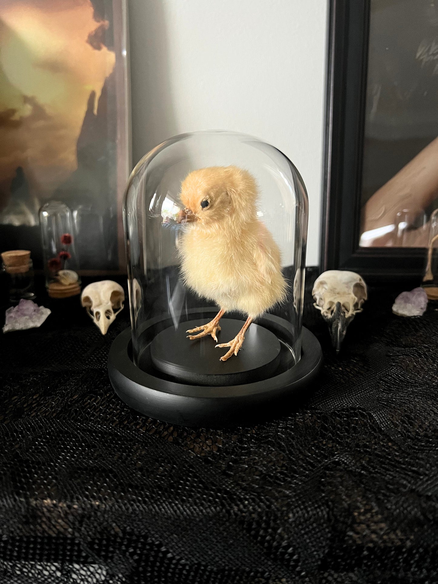Small taxidermy chick inside a glass dome on a dark surface with skull decorations in the background