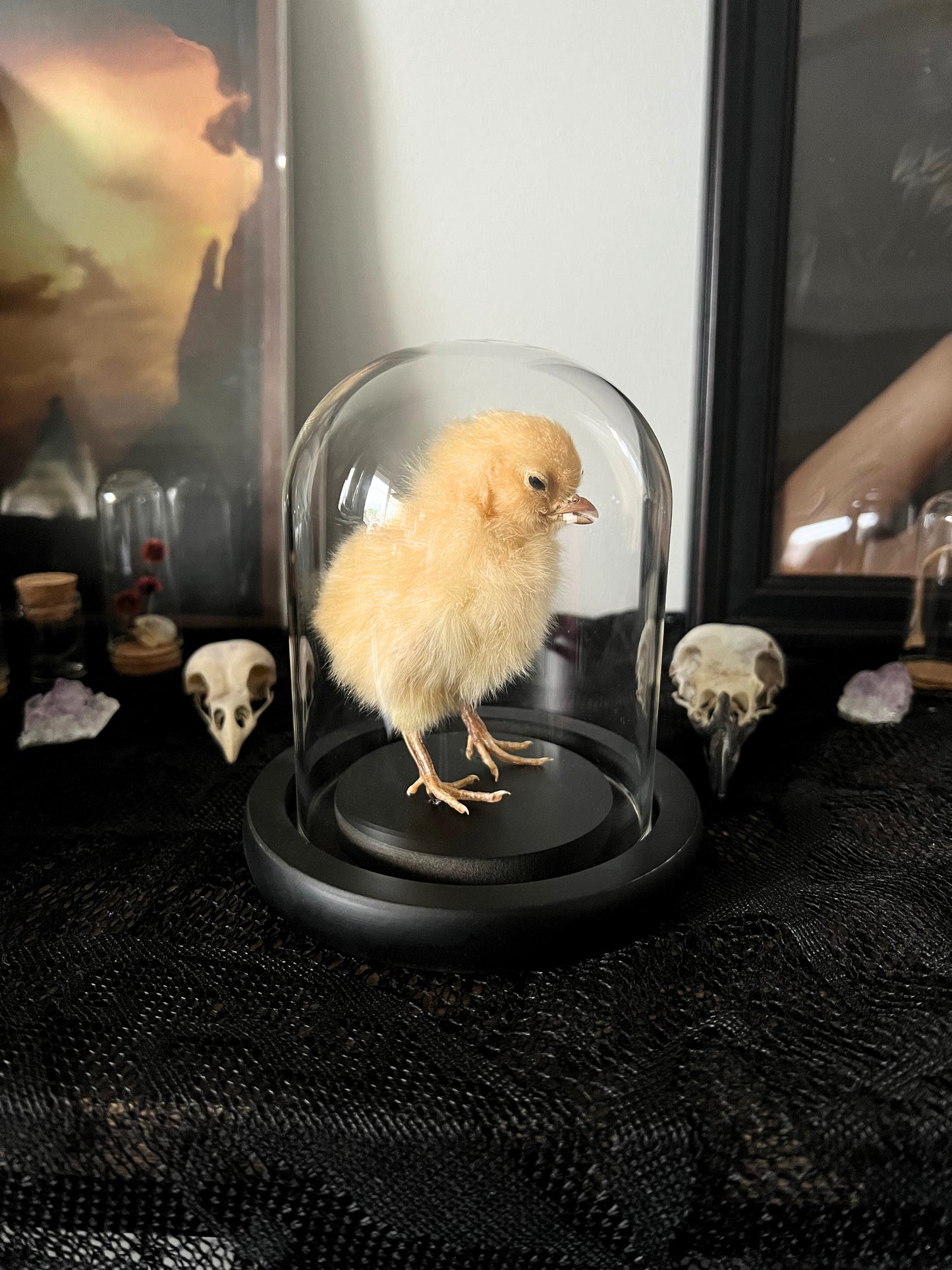 Small taxidermy chick inside a glass dome on a dark surface with skull and bottle decorations in the background.
