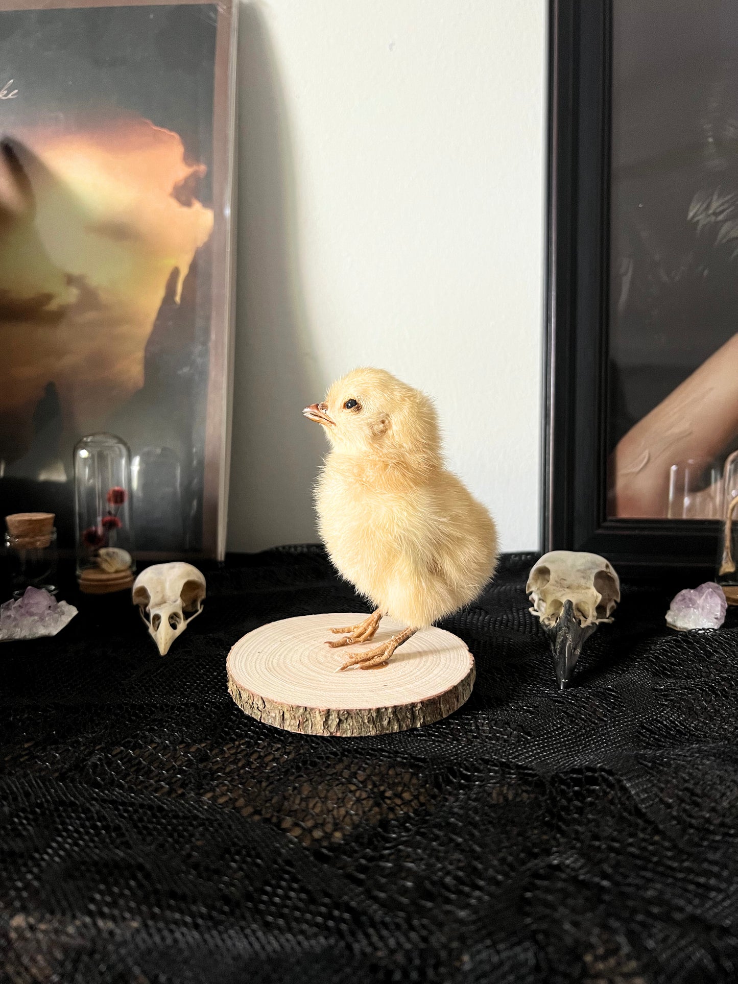 Small taxidermy chick on a wooden slice with skulls and crystals on a dark surface