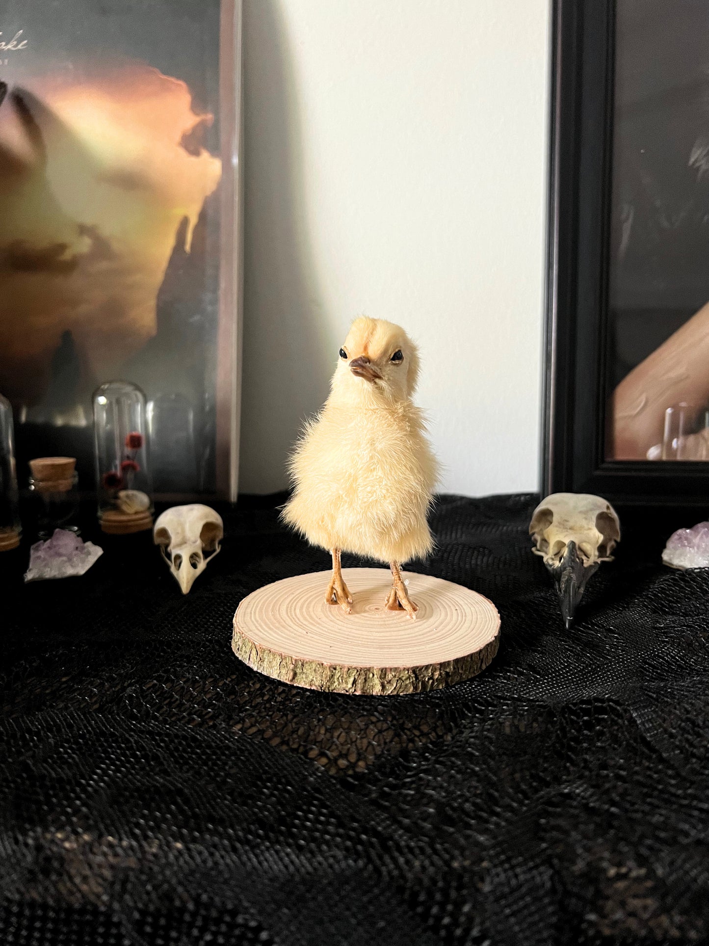 Small yellow taxidermy chick on a wooden slice with skulls in the background