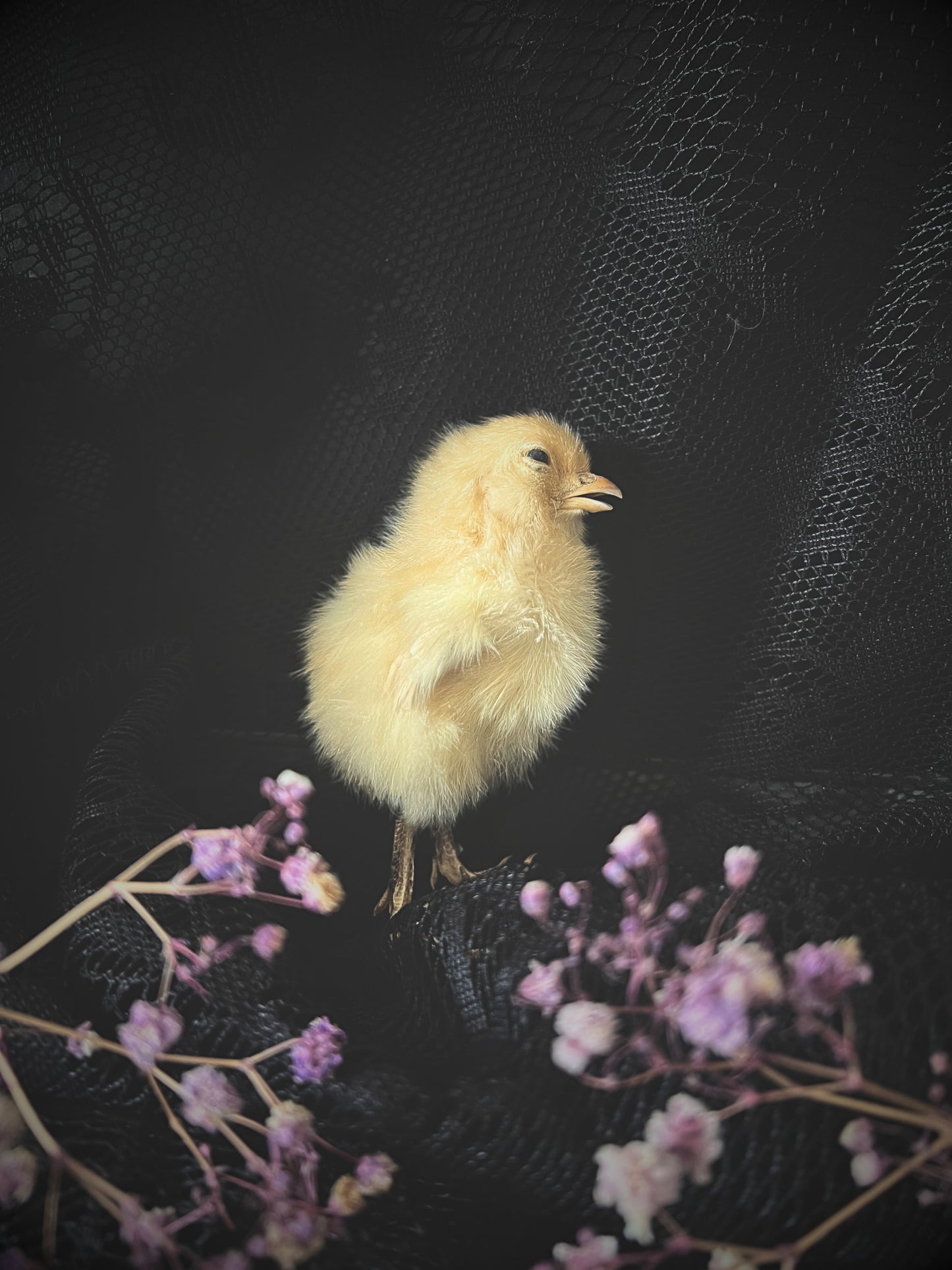 Taxidermy chick on a black background with pink flowers