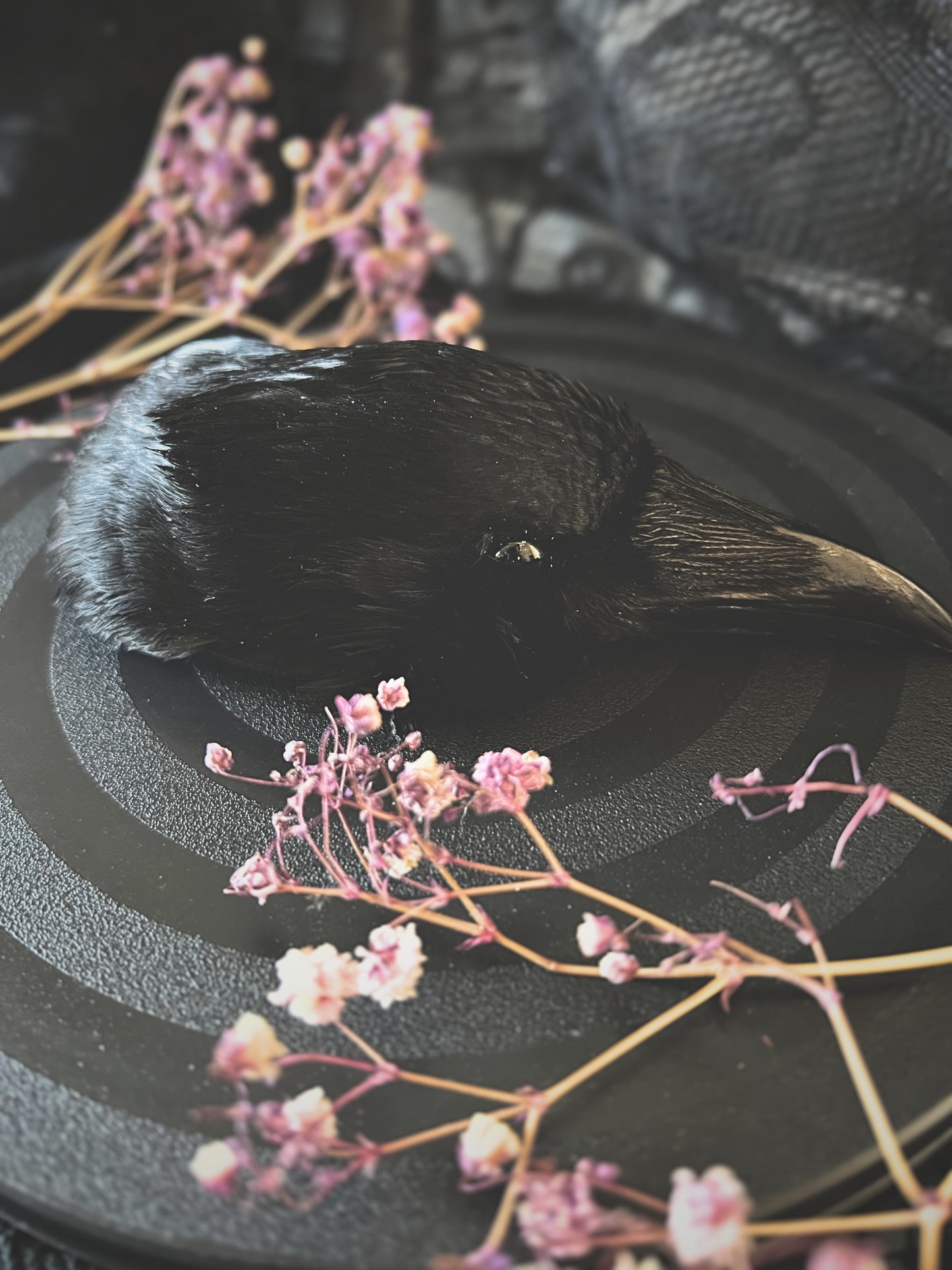 Taxidermy crow head on a textured surface with dried flowers