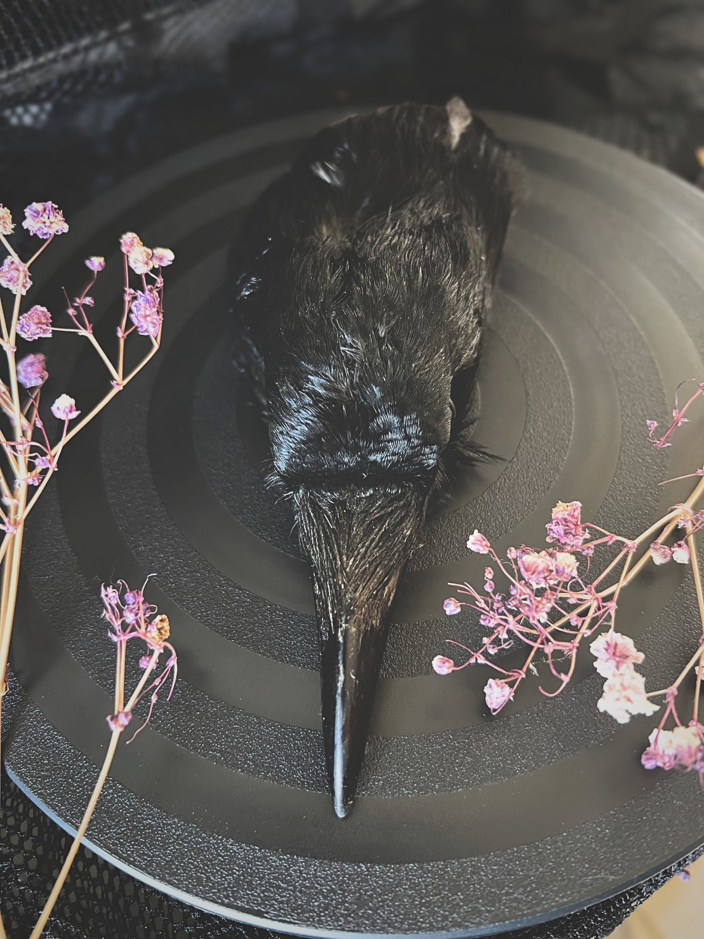 Taxidermy crow head on a black plate with pink flowers