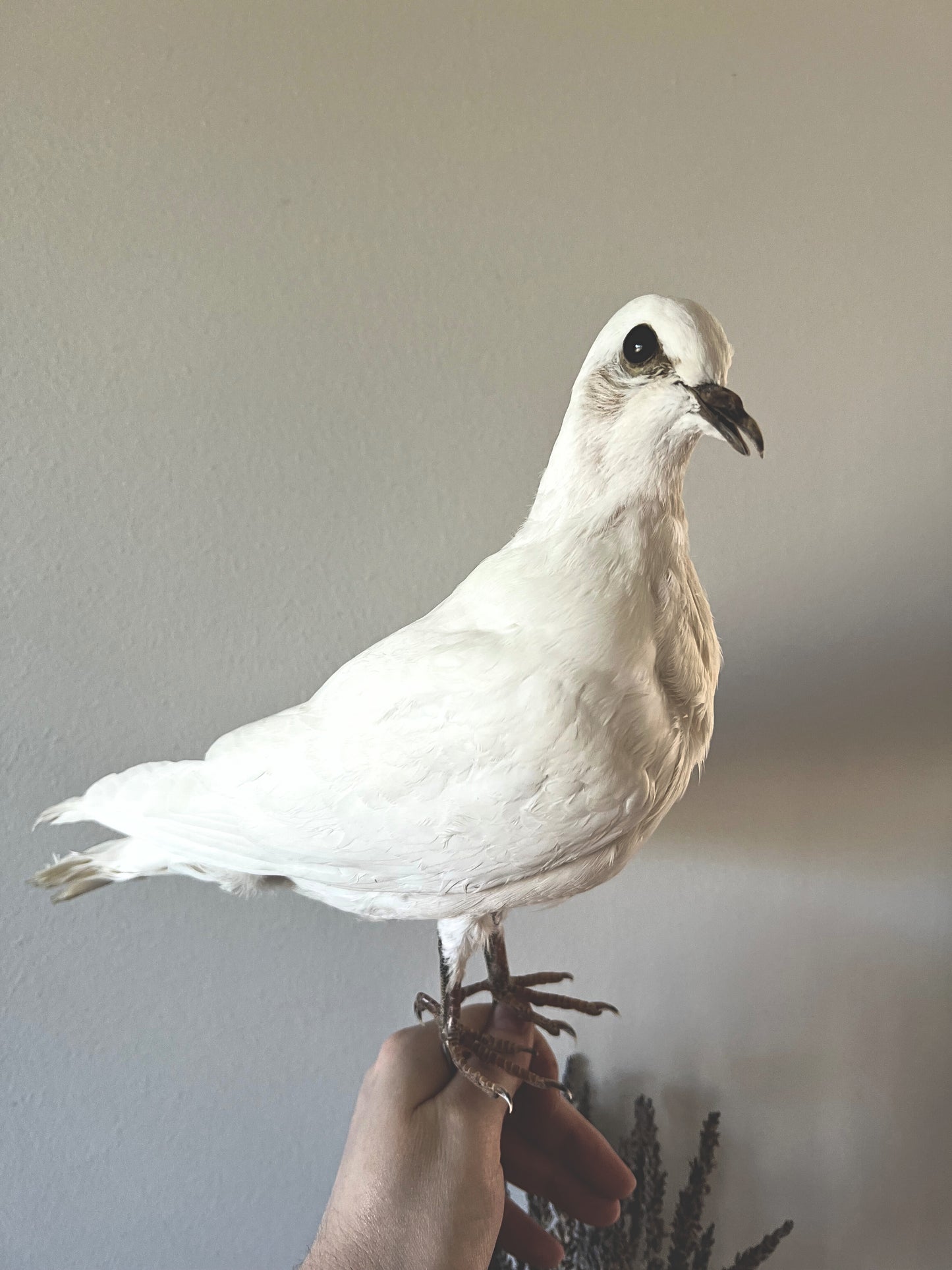 Taxidermy white dove perched on a person's hand against a plain background
