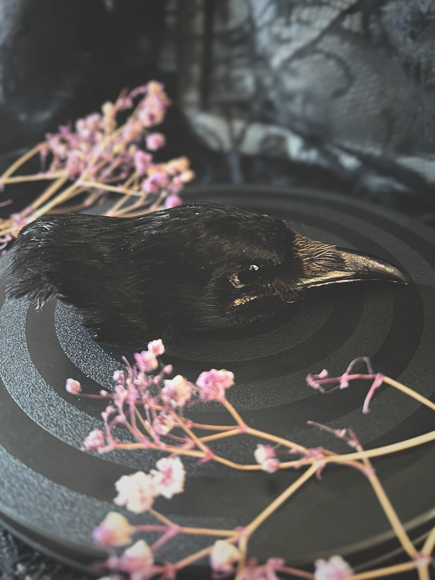 Taxidermy crow head on a black surface with pink flowers