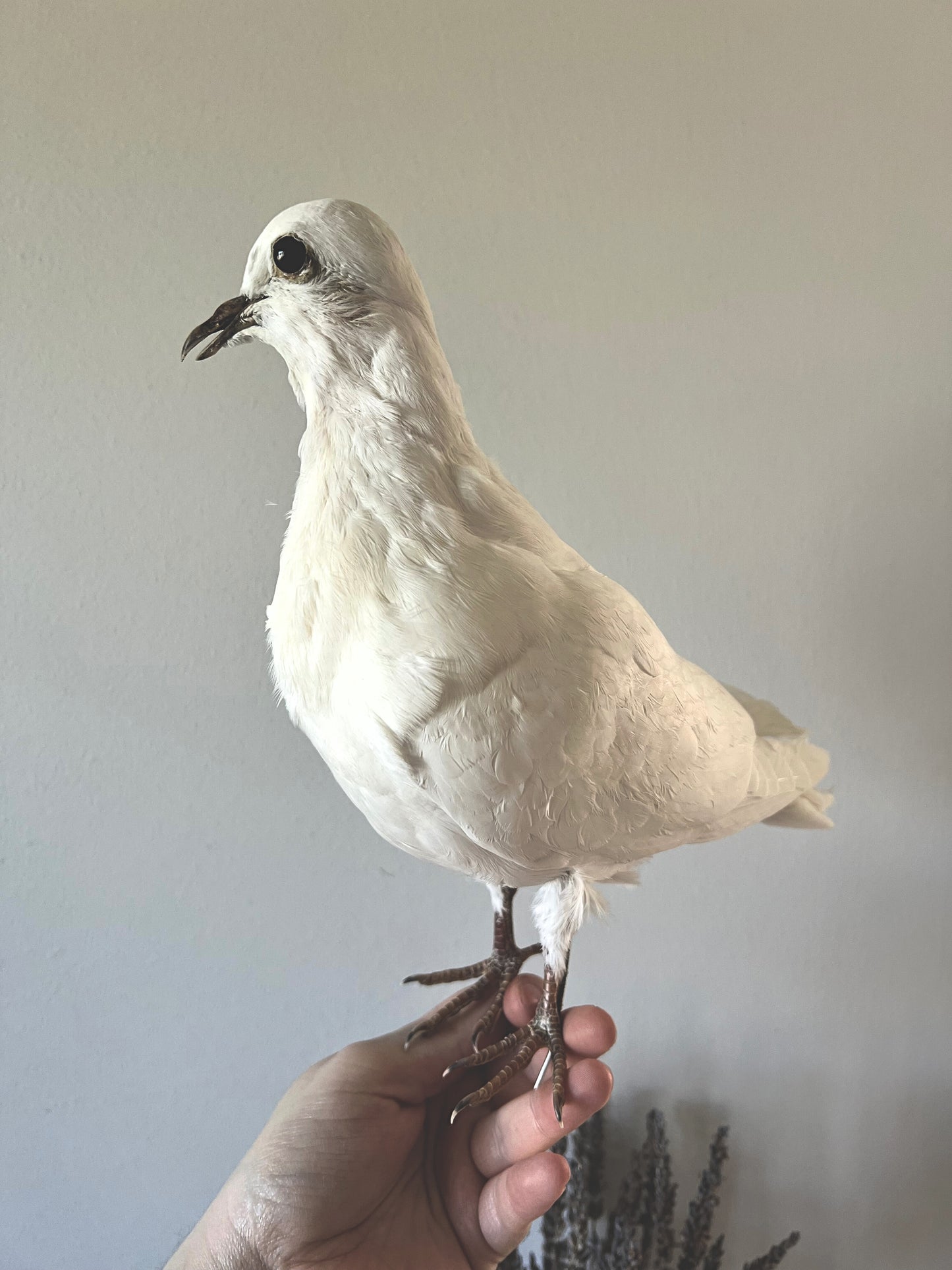 White taxidermy pigeon perched on a person's hand against a plain background